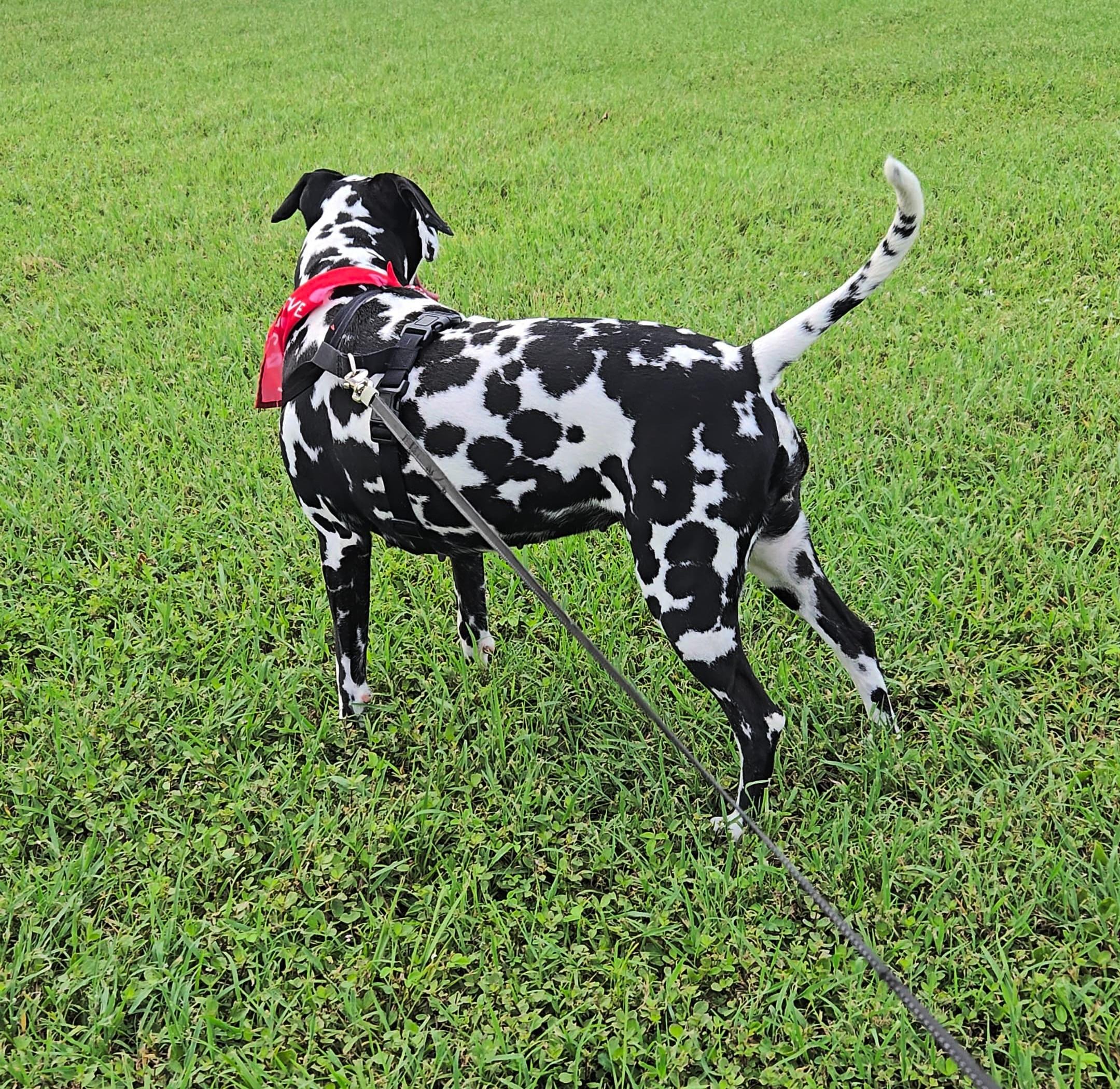 Lady-ADOPTION PENDING