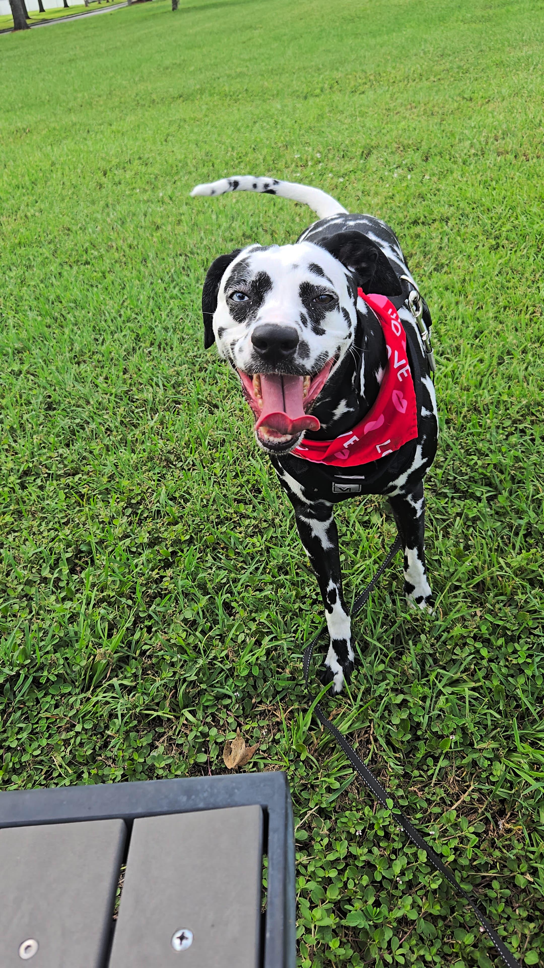 Lady-ADOPTION PENDING
