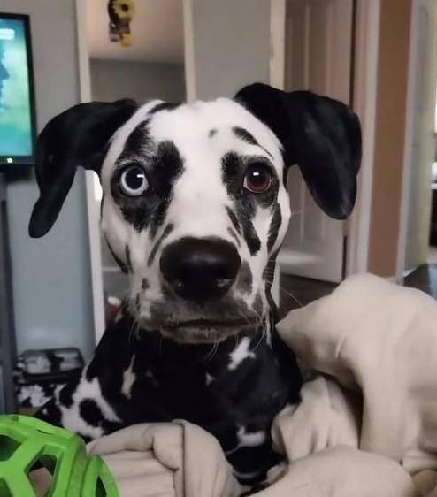 Lady-ADOPTION PENDING