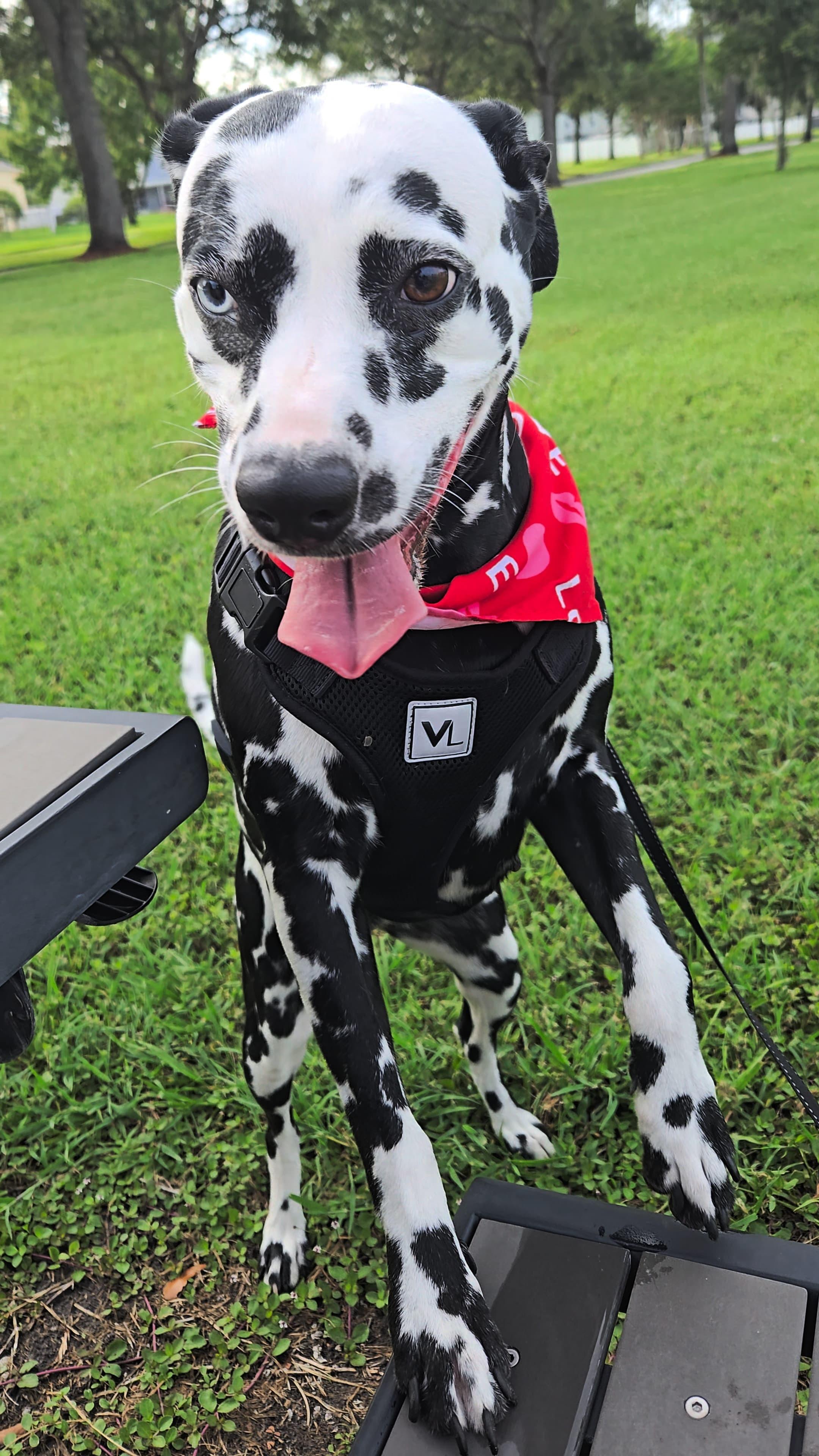 Lady-ADOPTION PENDING