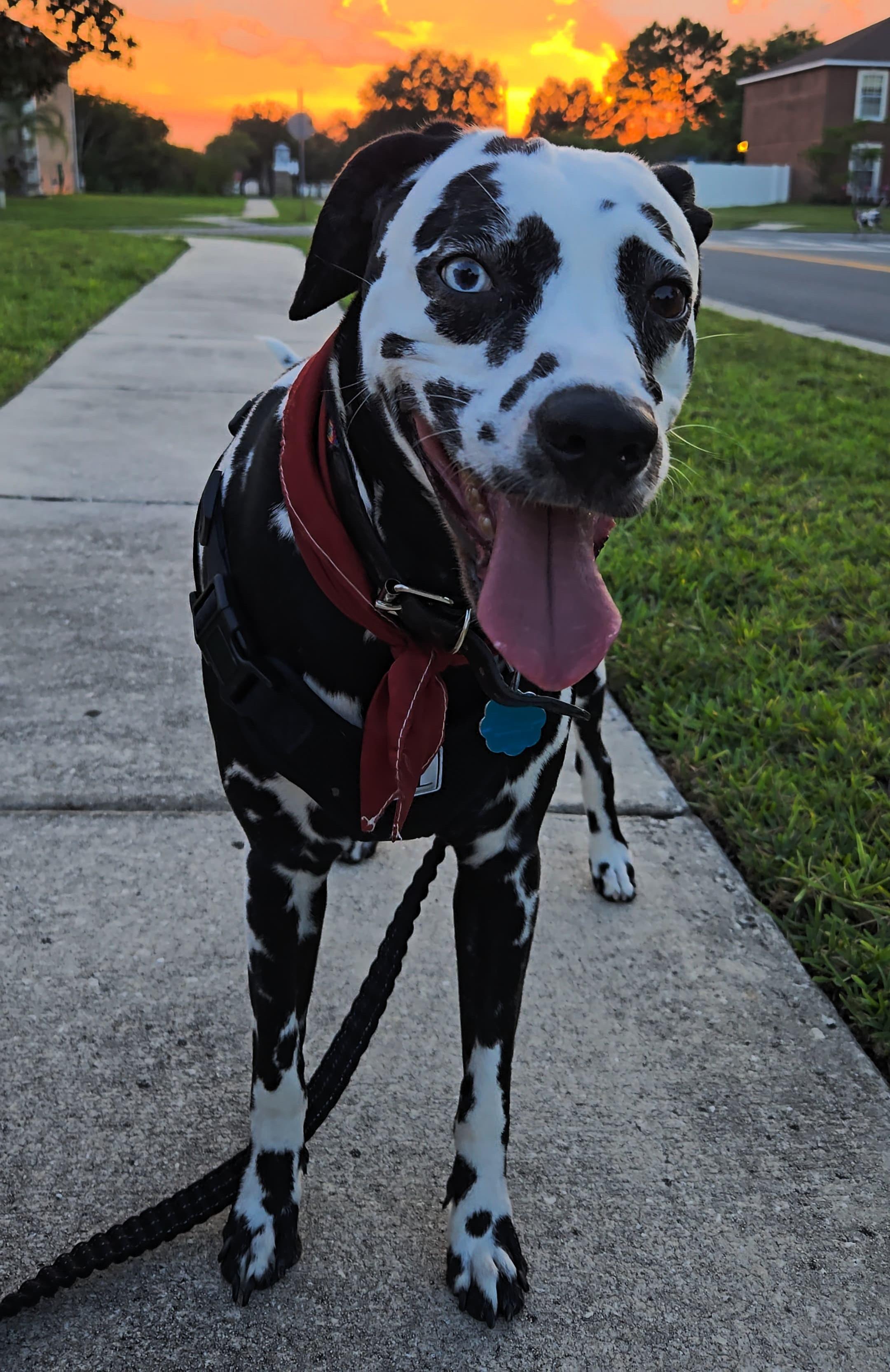 Lady-ADOPTION PENDING