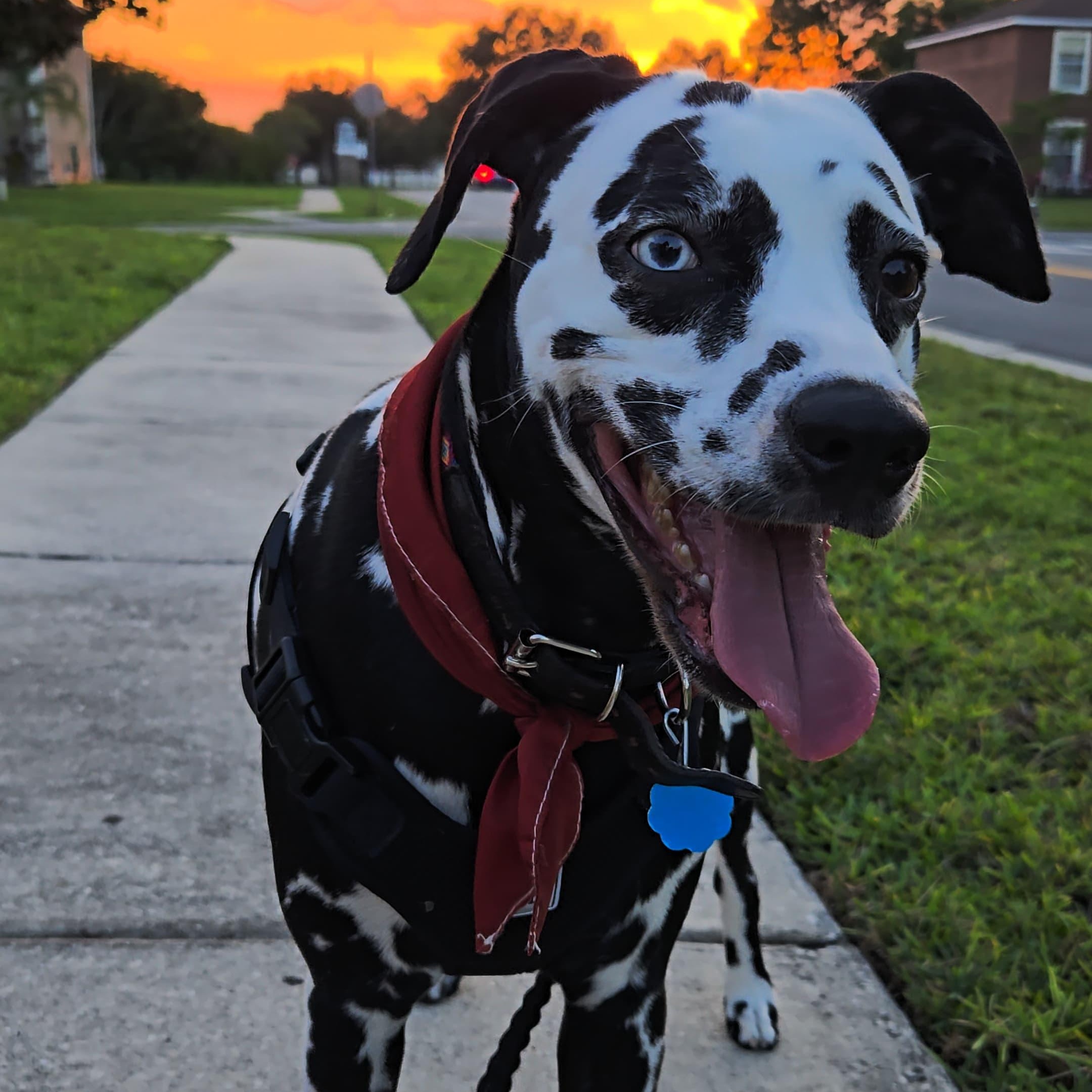 Lady-Kissimmee, FL