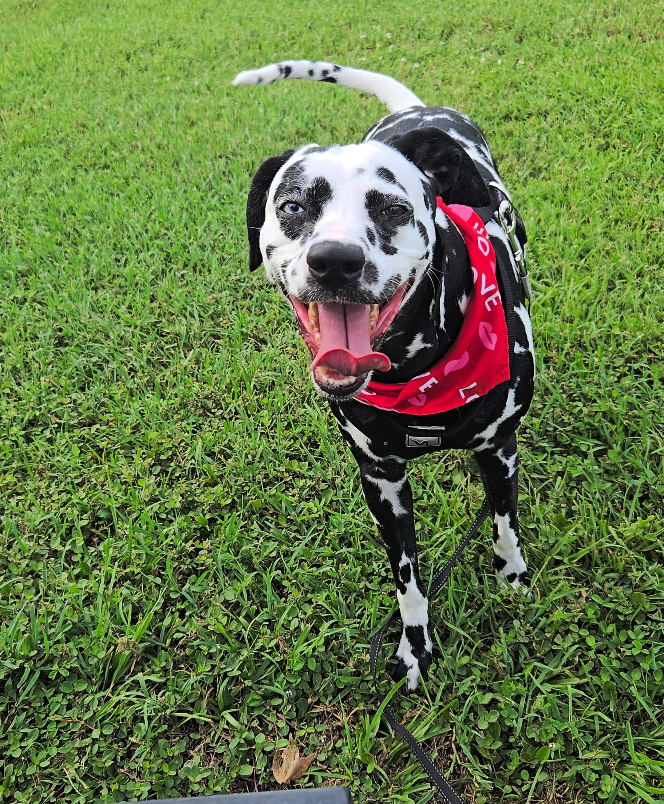 Lady-ADOPTION PENDING