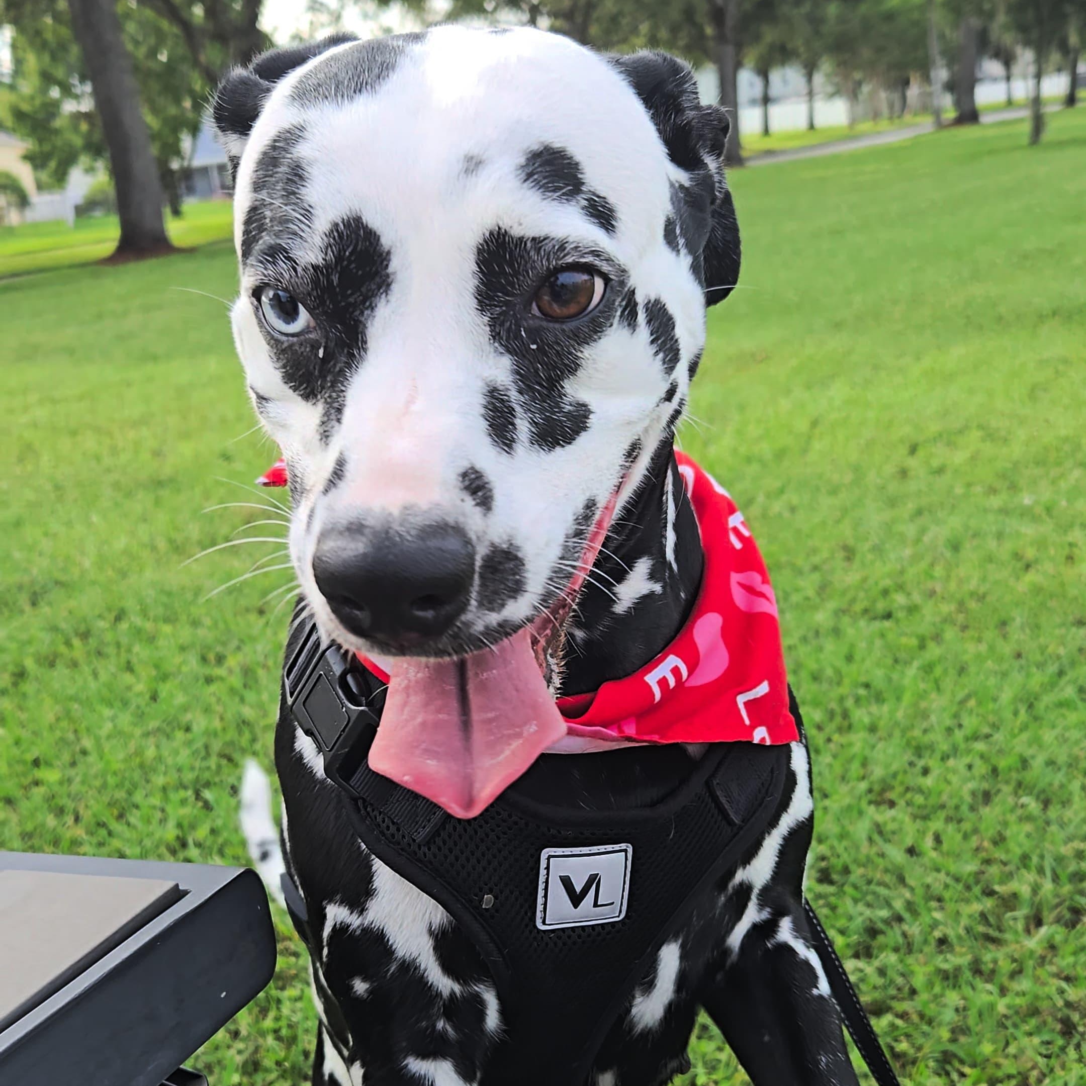 Lady-Kissimmee, FL