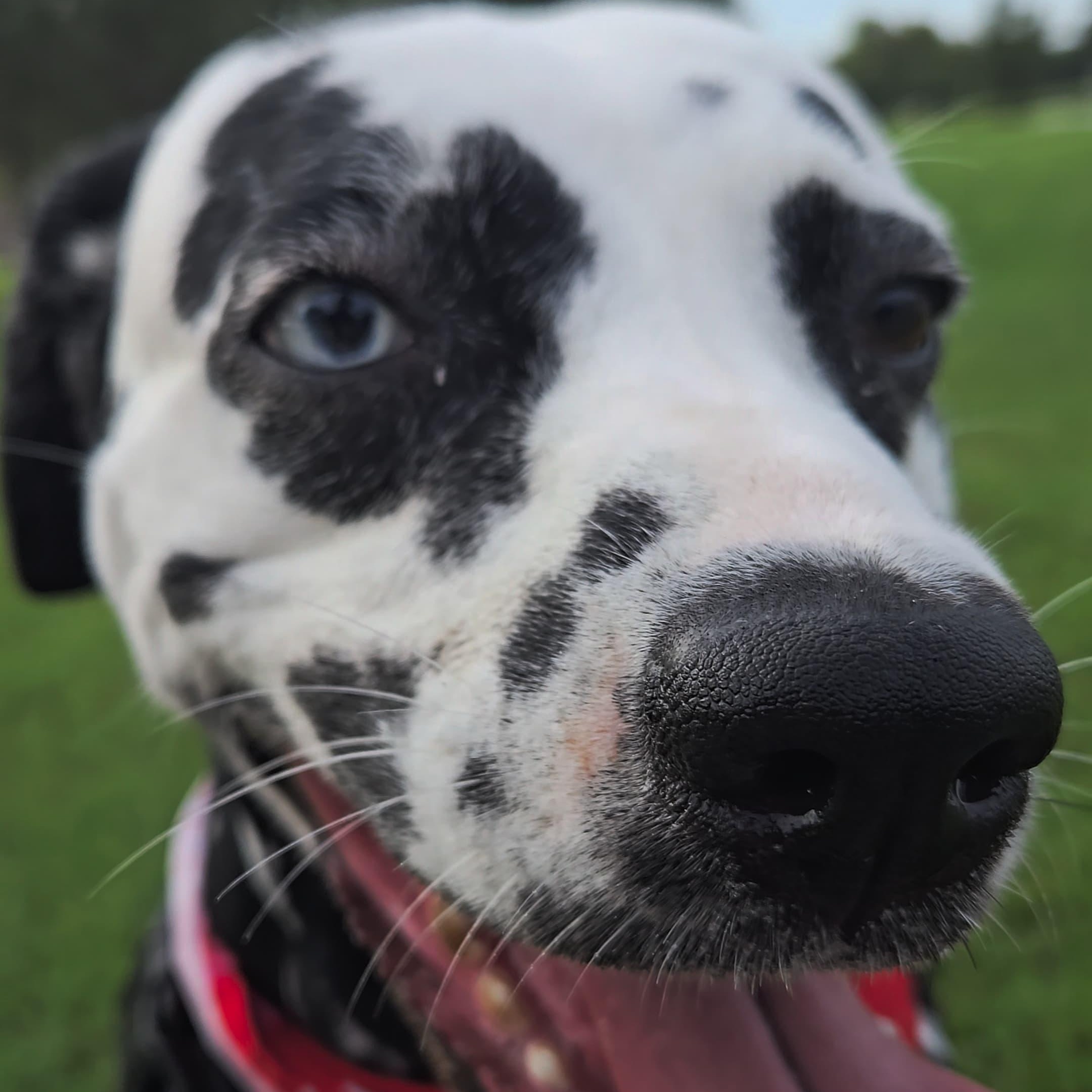 Lady-ADOPTION PENDING