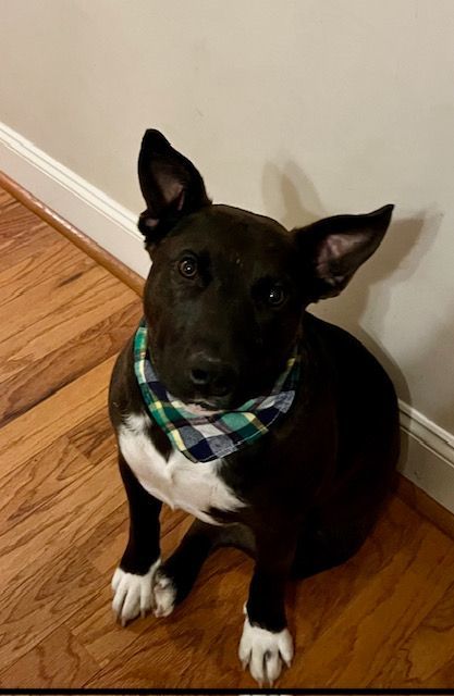 Tulip, an adopted Mixed Breed in Farmingdale, NY_image-1