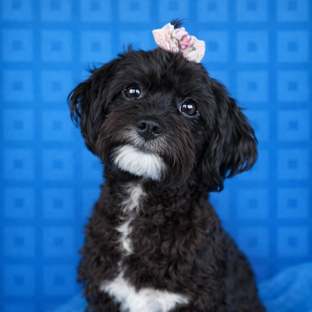 Enlarge Raven: The Crazy‑Haired Cuddle Queen, an adoptable mixed breed in Austin, TX image 1/4