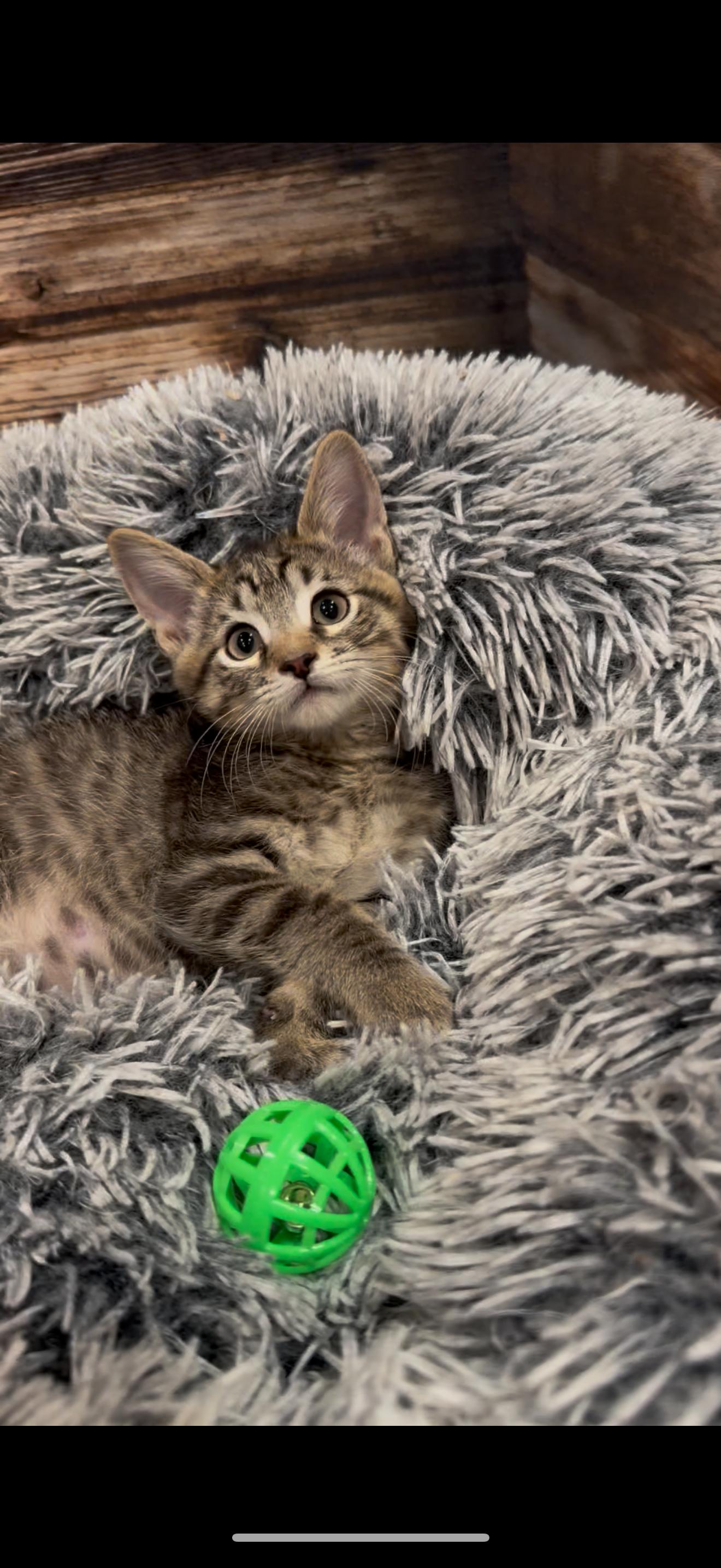 Maverick, Adoptable, Kitten Male Domestic Short Hair.