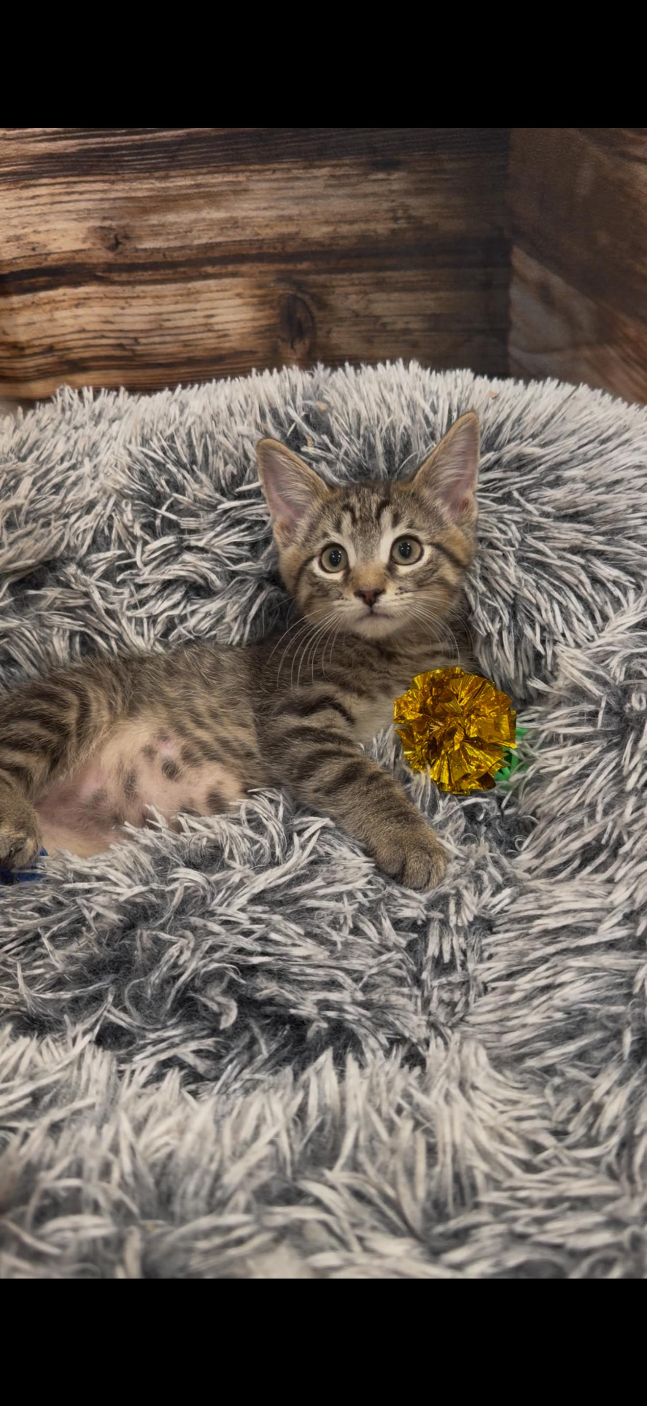 Enlarge Maverick, a Adoptable Domestic Short Hair in Crown Point, IN image 3/3