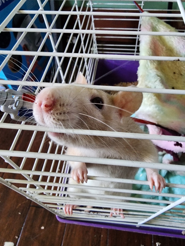 Rat for adoption Hamburger, Peanut & Waffles, a Rat in Dedham, MA