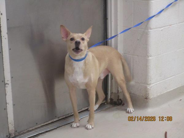 Enlarge Tupac (810), a Adoptable mixed breed in Marietta, GA image 1/1