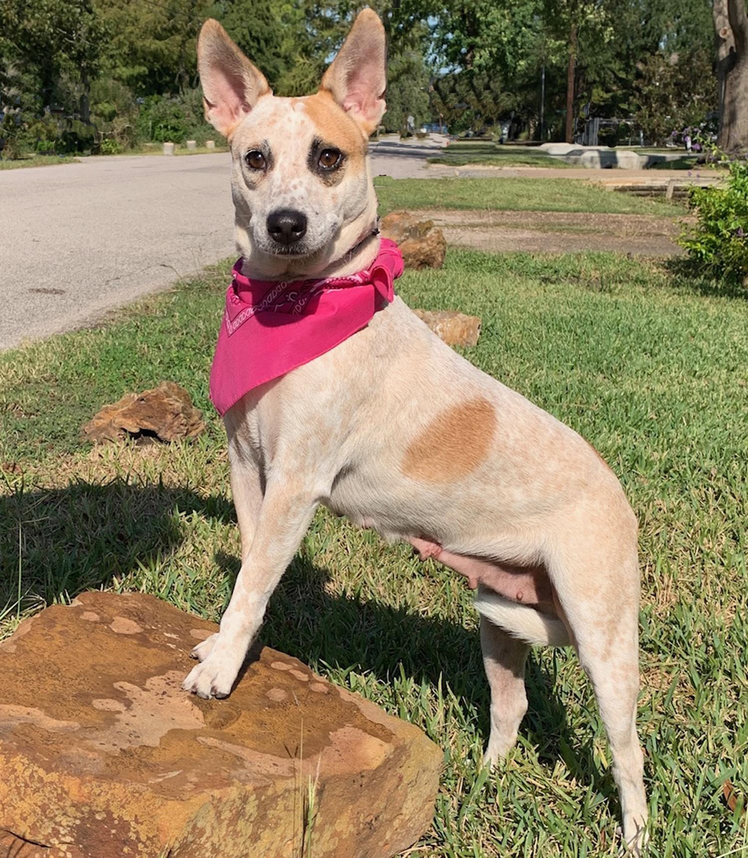 Dog for adoption - LILY BELLE - GORGEOUS GIRL!, an Australian Cattle
