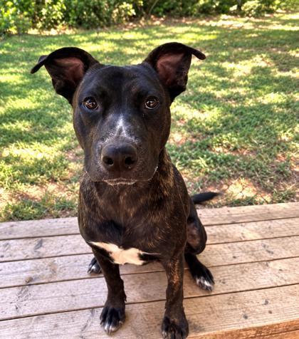 Enlarge Ace, a Adoptable mixed breed in Cumming, GA image 1/3