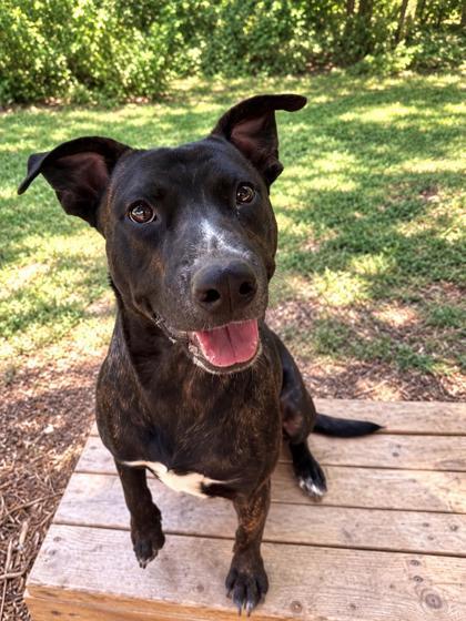 Enlarge Ace, a Adoptable mixed breed in Cumming, GA image 2/3