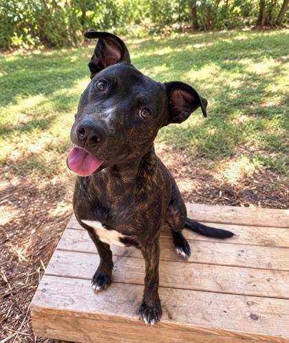 Enlarge Ace, a Adoptable mixed breed in Cumming, GA image 3/3