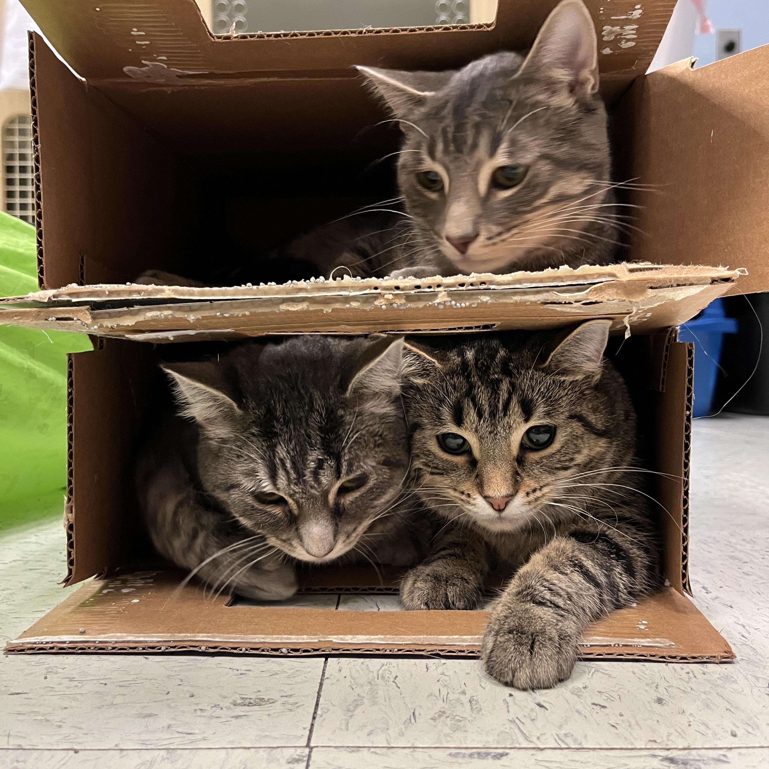 Zoey, a Adoptable Domestic Short Hair in Huntley, IL image 5/6