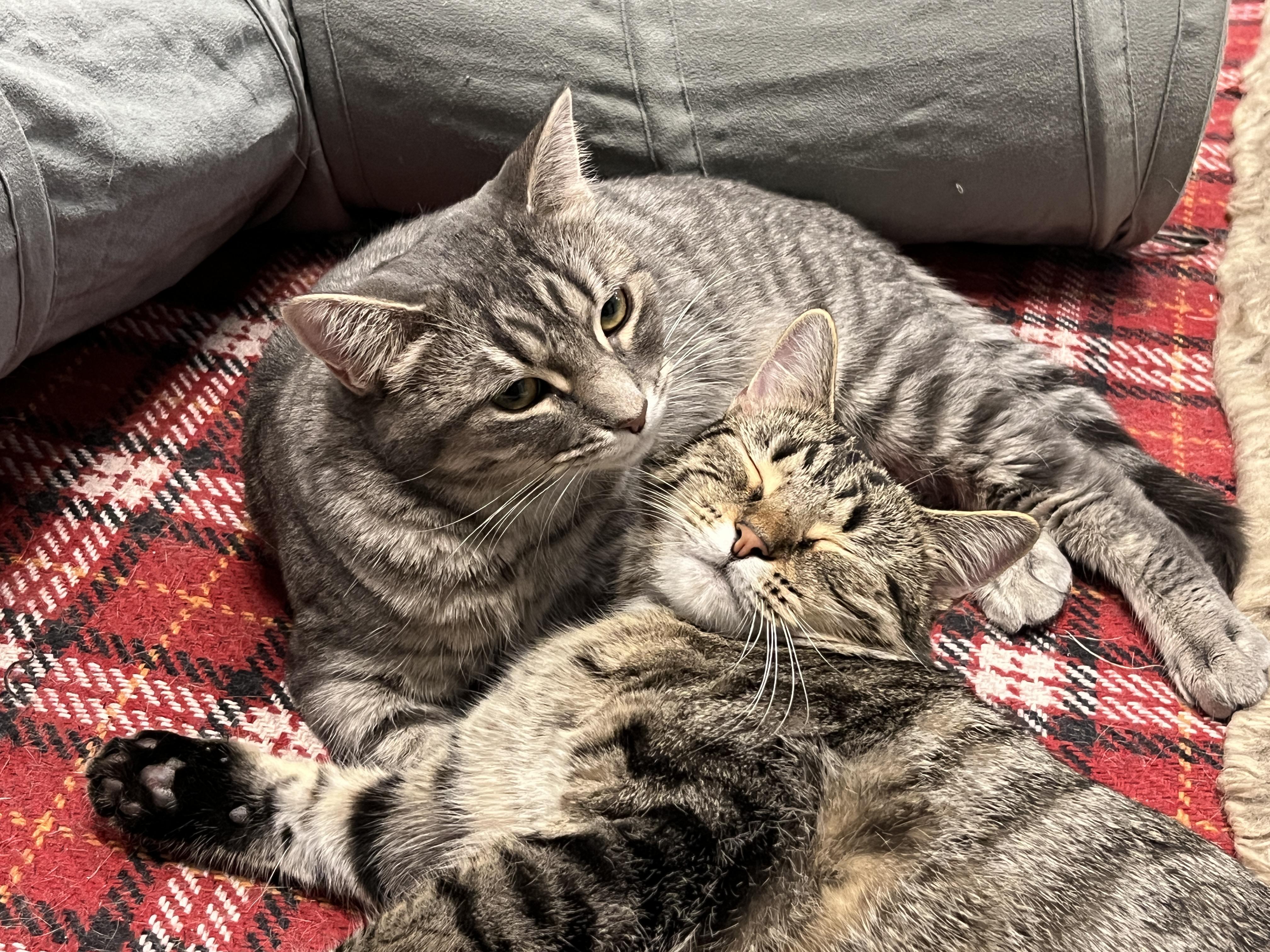 Zoey, a Adoptable Domestic Short Hair in Huntley, IL image 4/6