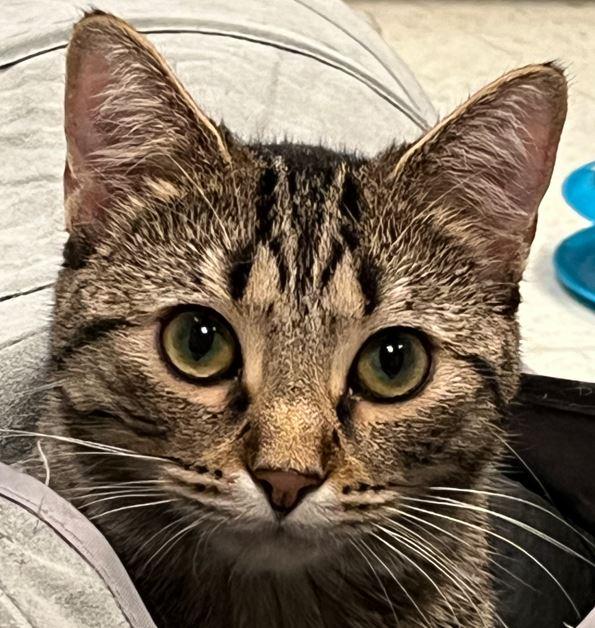 Zoey, a Adoptable Domestic Short Hair in Huntley, IL image 1/6