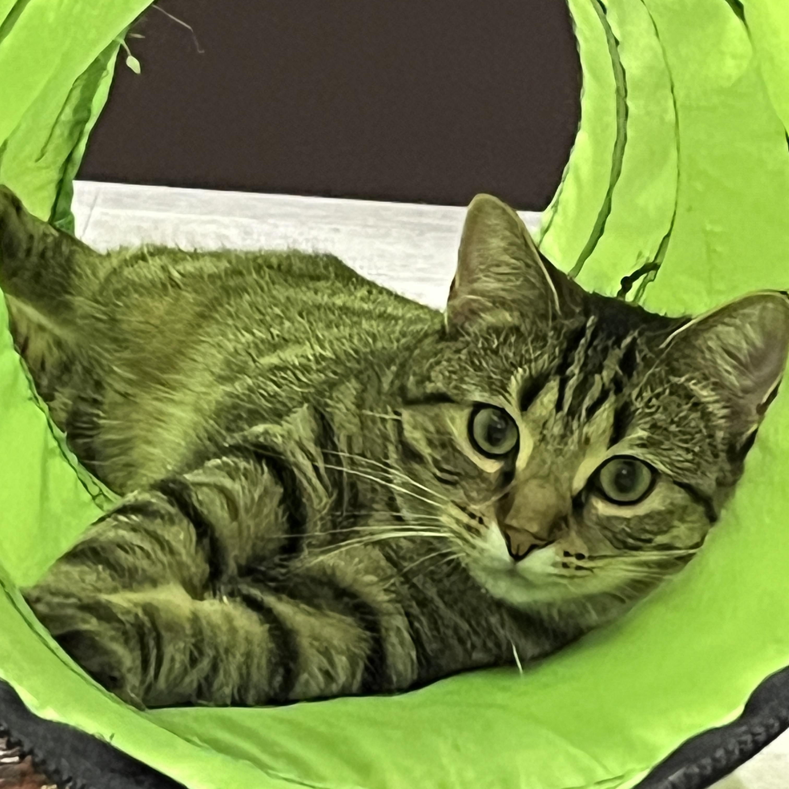 Zoey, a Adoptable Domestic Short Hair in Huntley, IL image 2/6