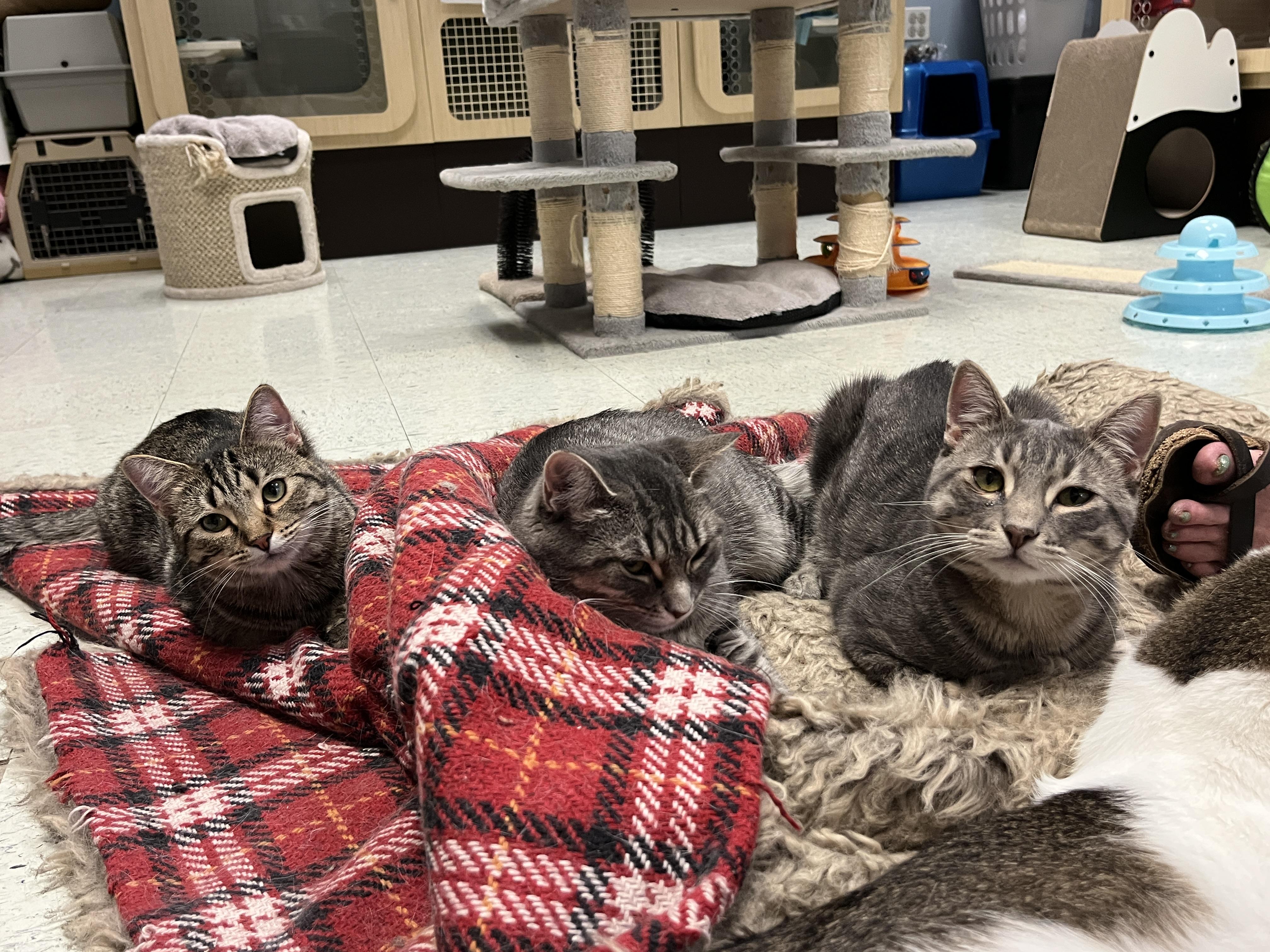 Zoey, a Adoptable Domestic Short Hair in Huntley, IL image 6/6