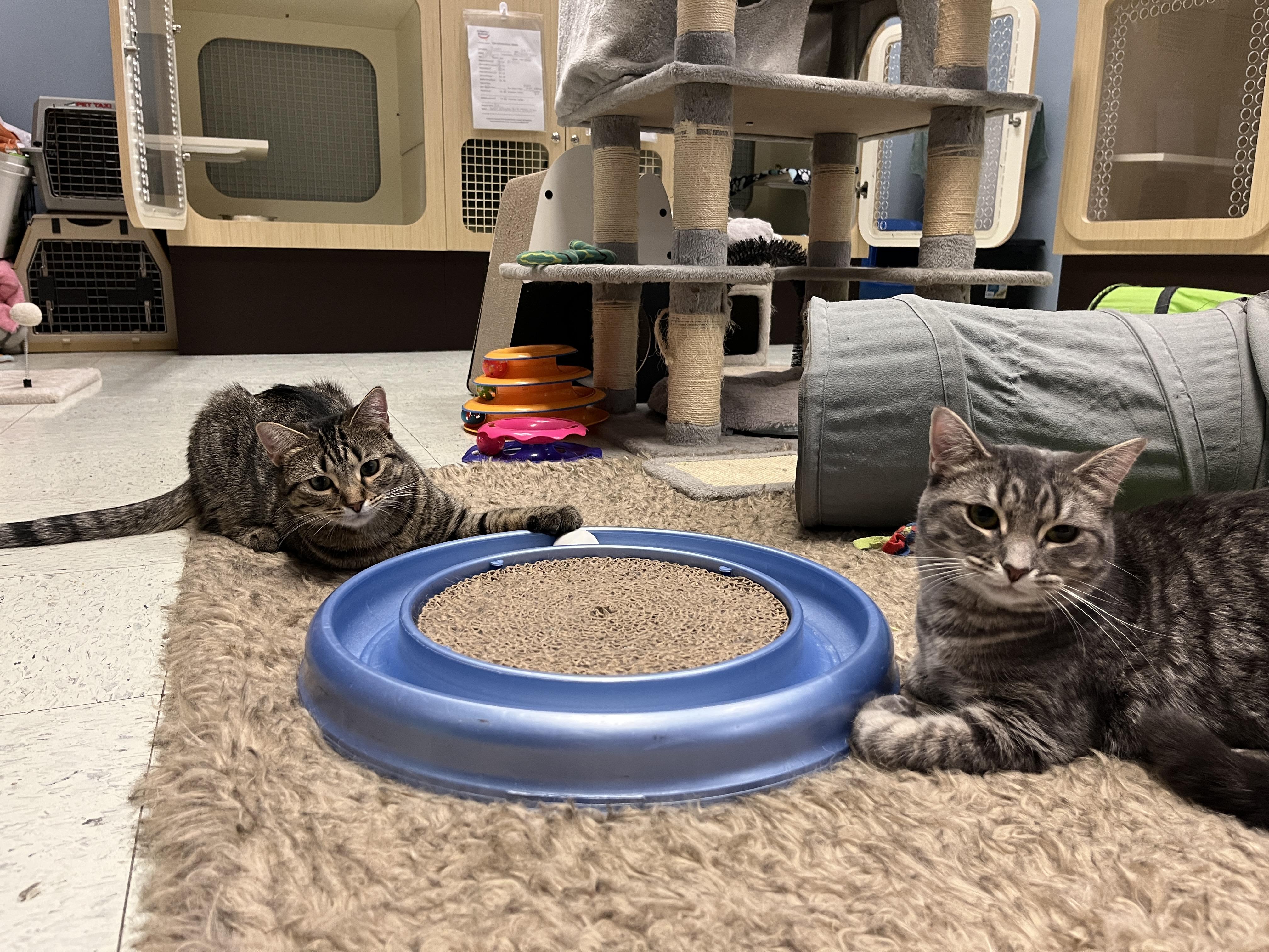 Zoey, a Adoptable Domestic Short Hair in Huntley, IL image 3/6