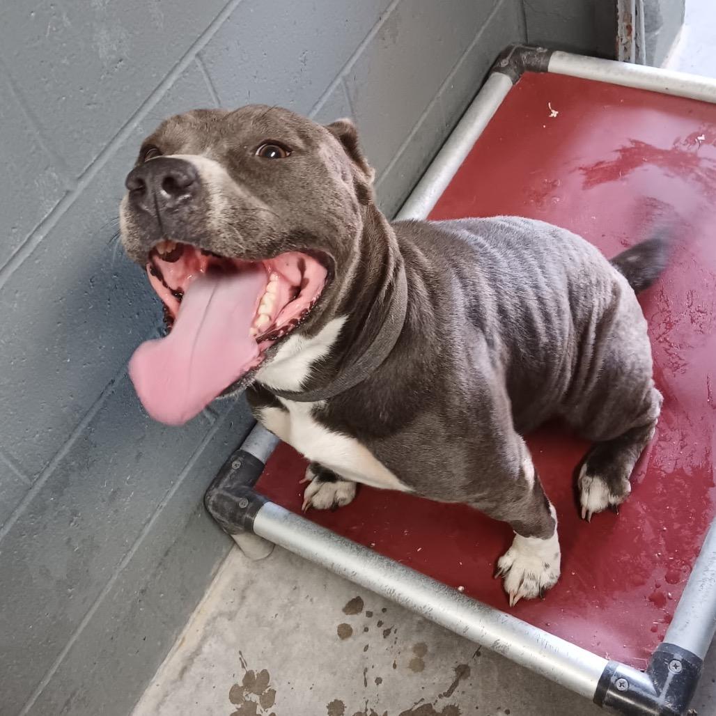 Enlarge Misty, a Adoptable American Bulldog in Pittsburg, KS image 2/3