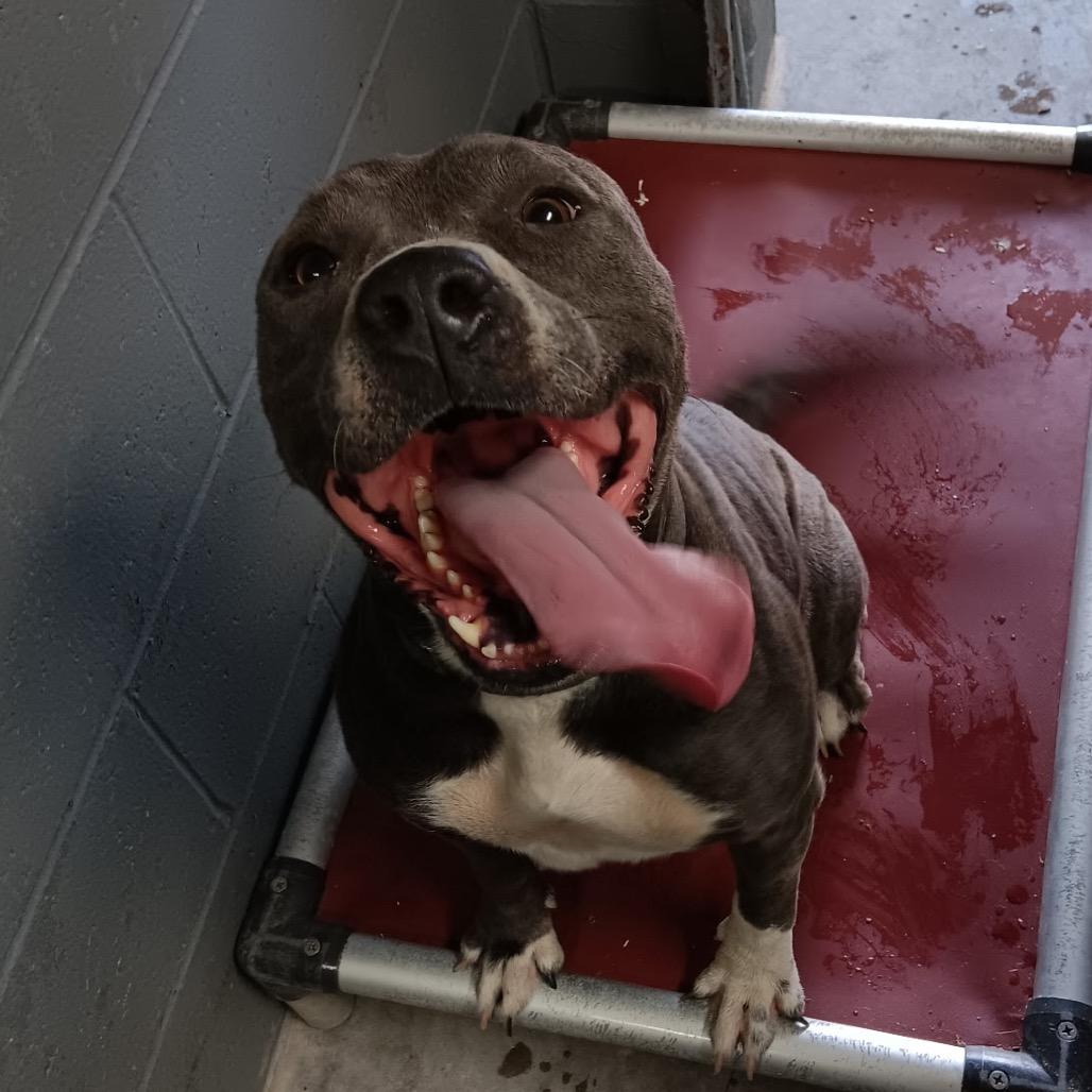 Enlarge Misty, a Adoptable American Bulldog in Pittsburg, KS image 3/3