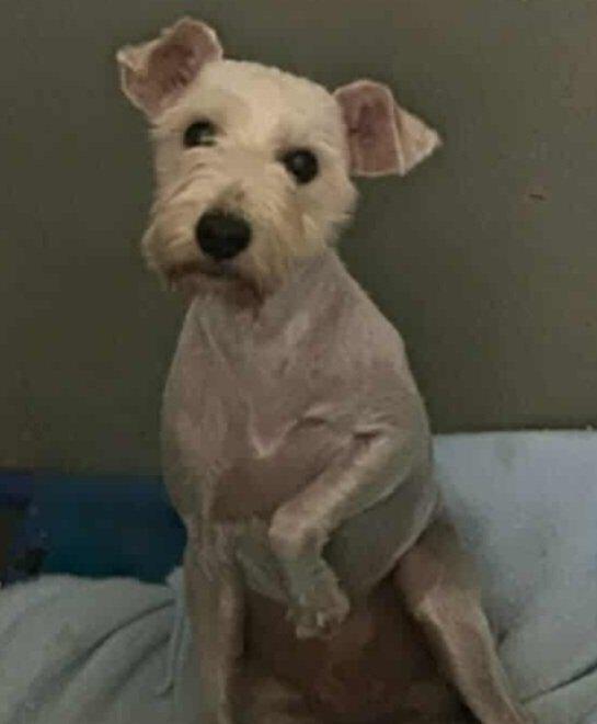 Seb, Adoptable, Young Male Schnauzer.