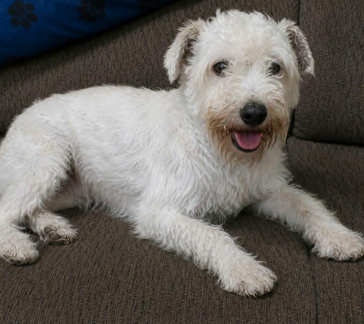 Seb, a Adoptable Schnauzer in Minneapolis, MN image 2/3