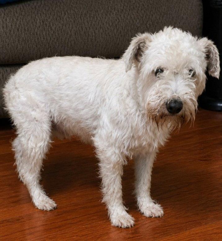 Seb, a Adoptable Schnauzer in Minneapolis, MN image 3/3