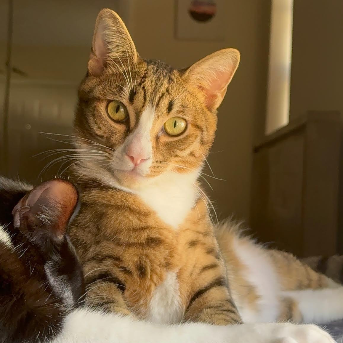 Ethan, a Adoptable Tabby in Boston, MA image 2/6