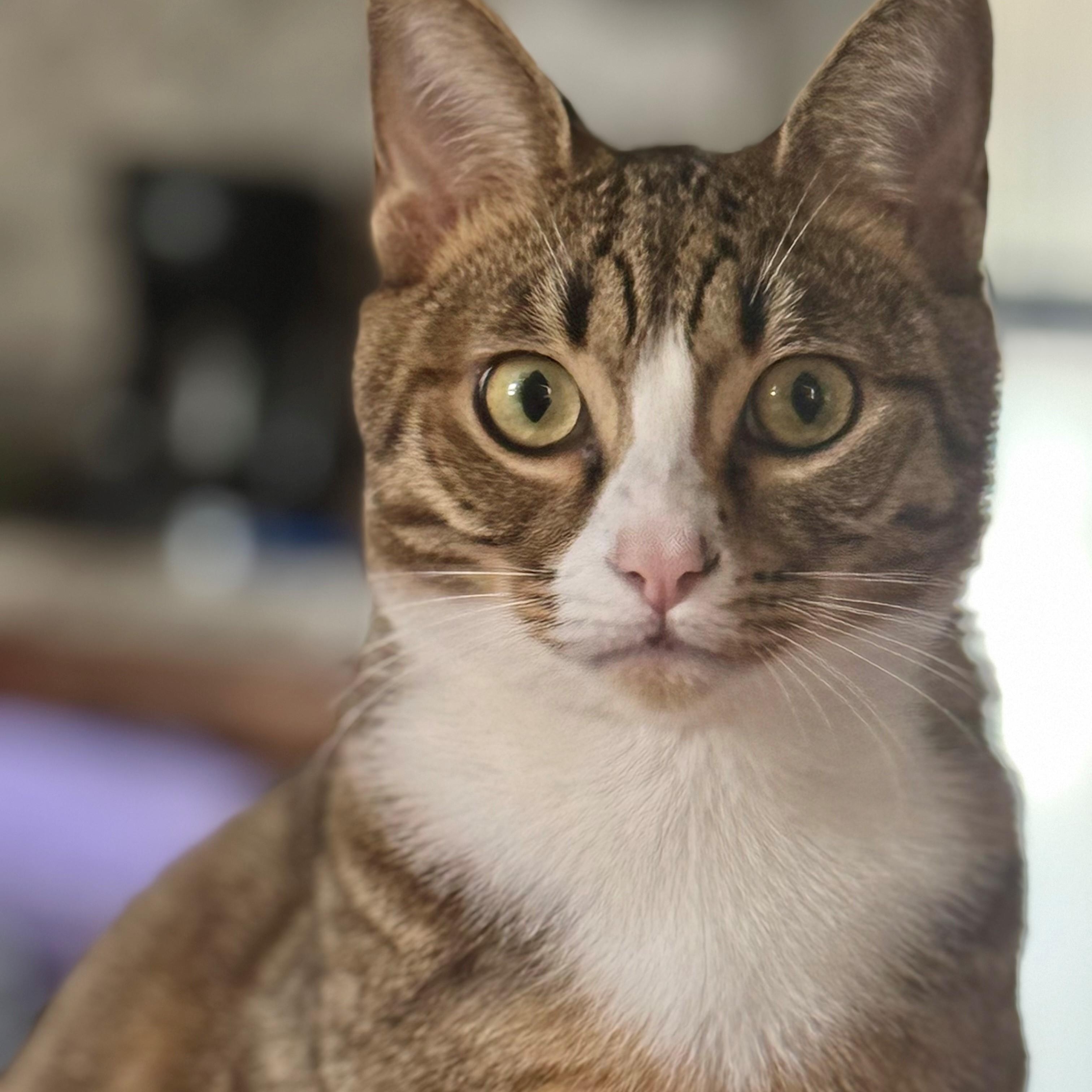 Ethan, a Adoptable Tabby in Boston, MA image 1/6