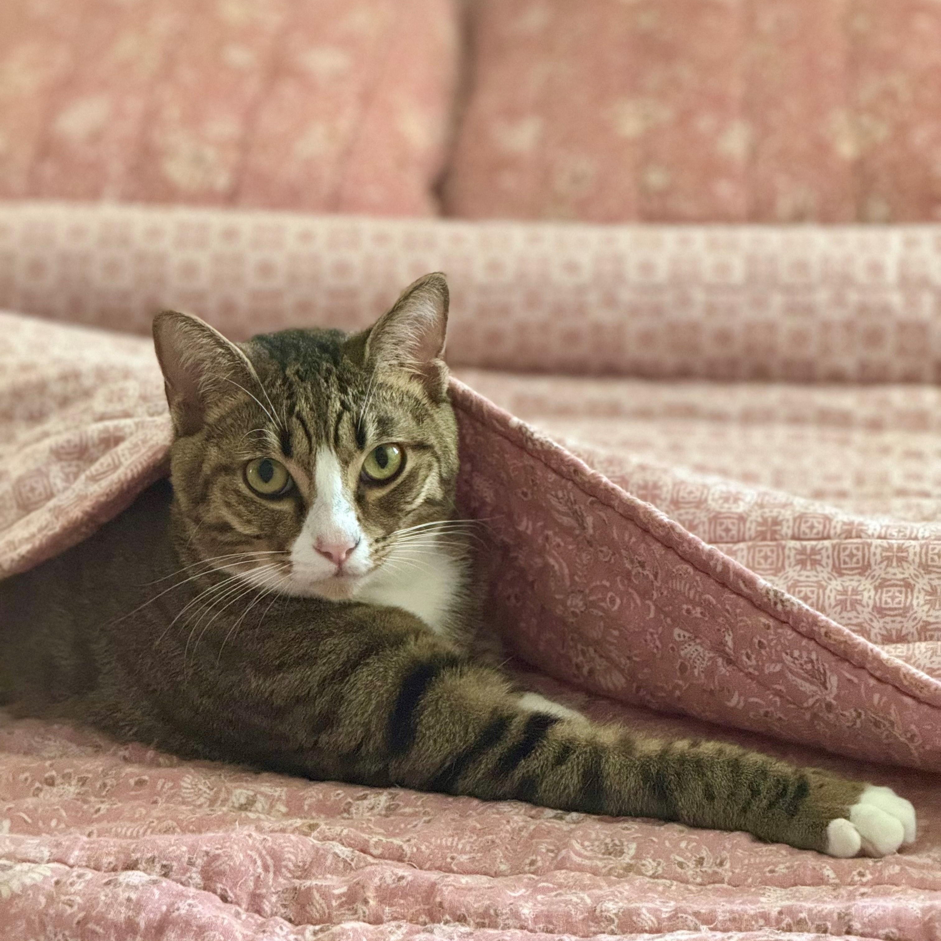 Ethan, a Adoptable Tabby in Boston, MA image 3/6