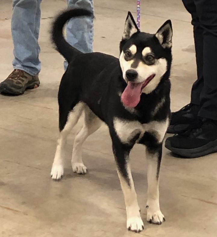 Dixie, Young Female Shiba Inu