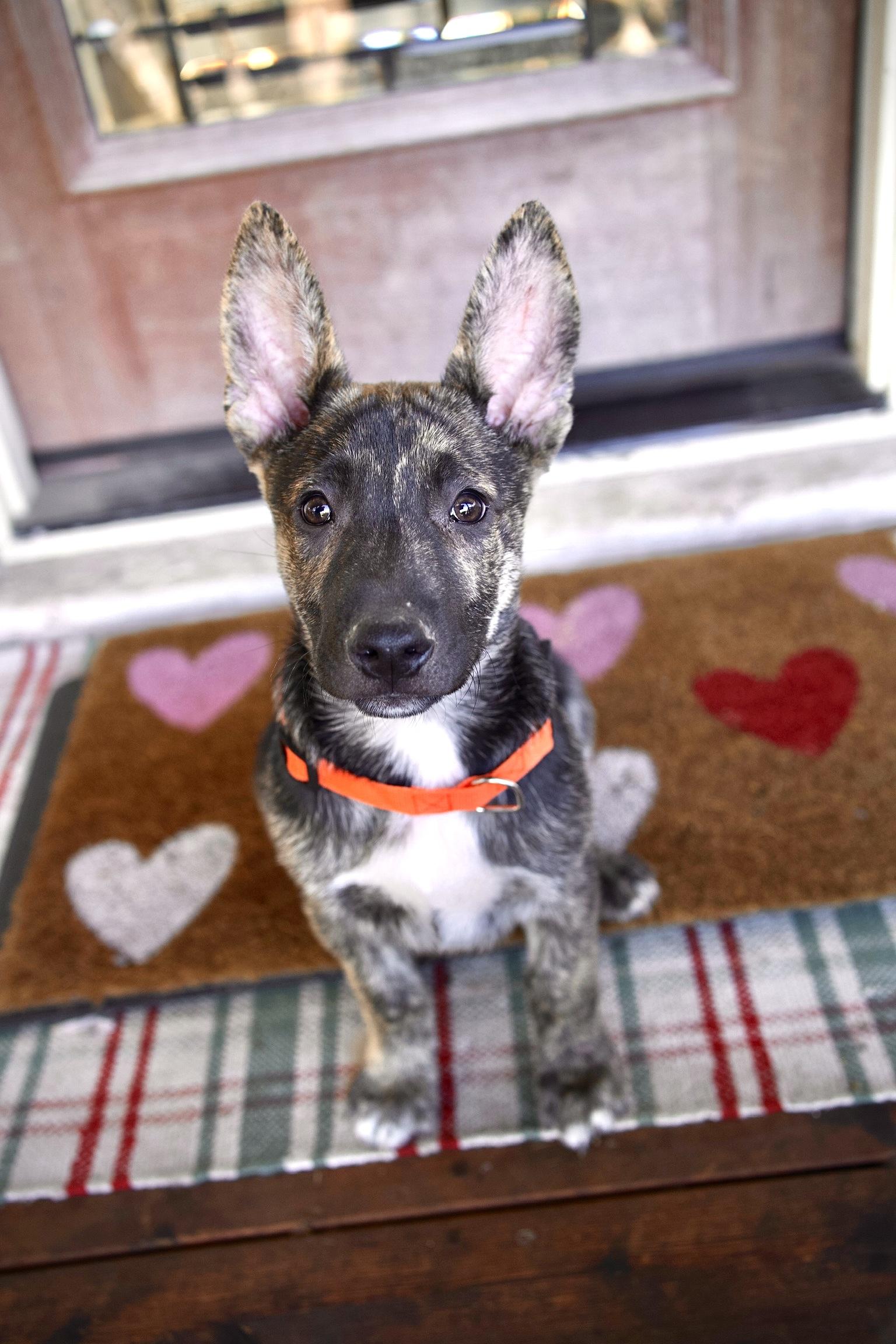 Ranger, adopted, Puppy Male German Shepherd Dog & Husky.