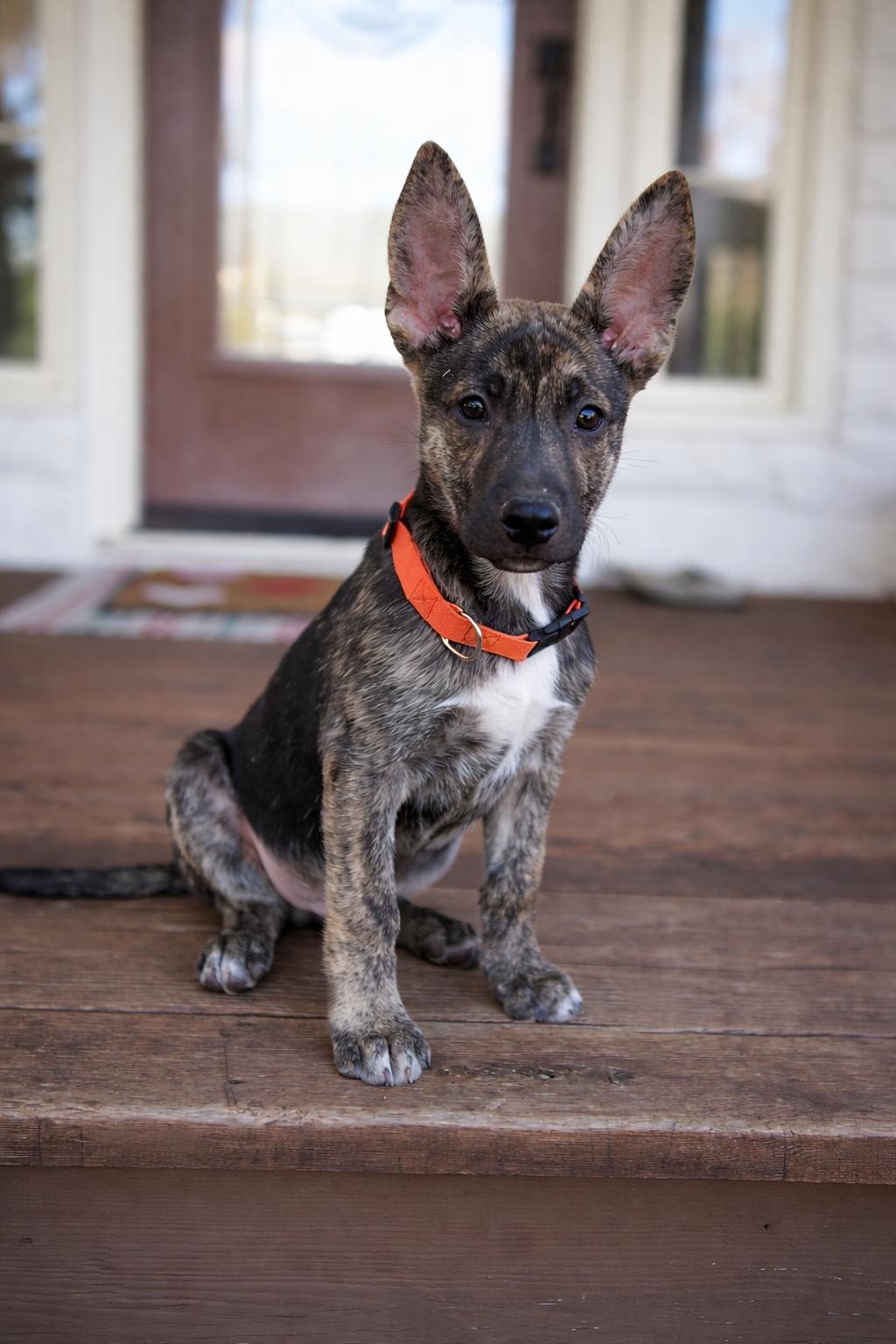 Enlarge Ranger, an adopted mixed breed in Cypress, TX image 2/6