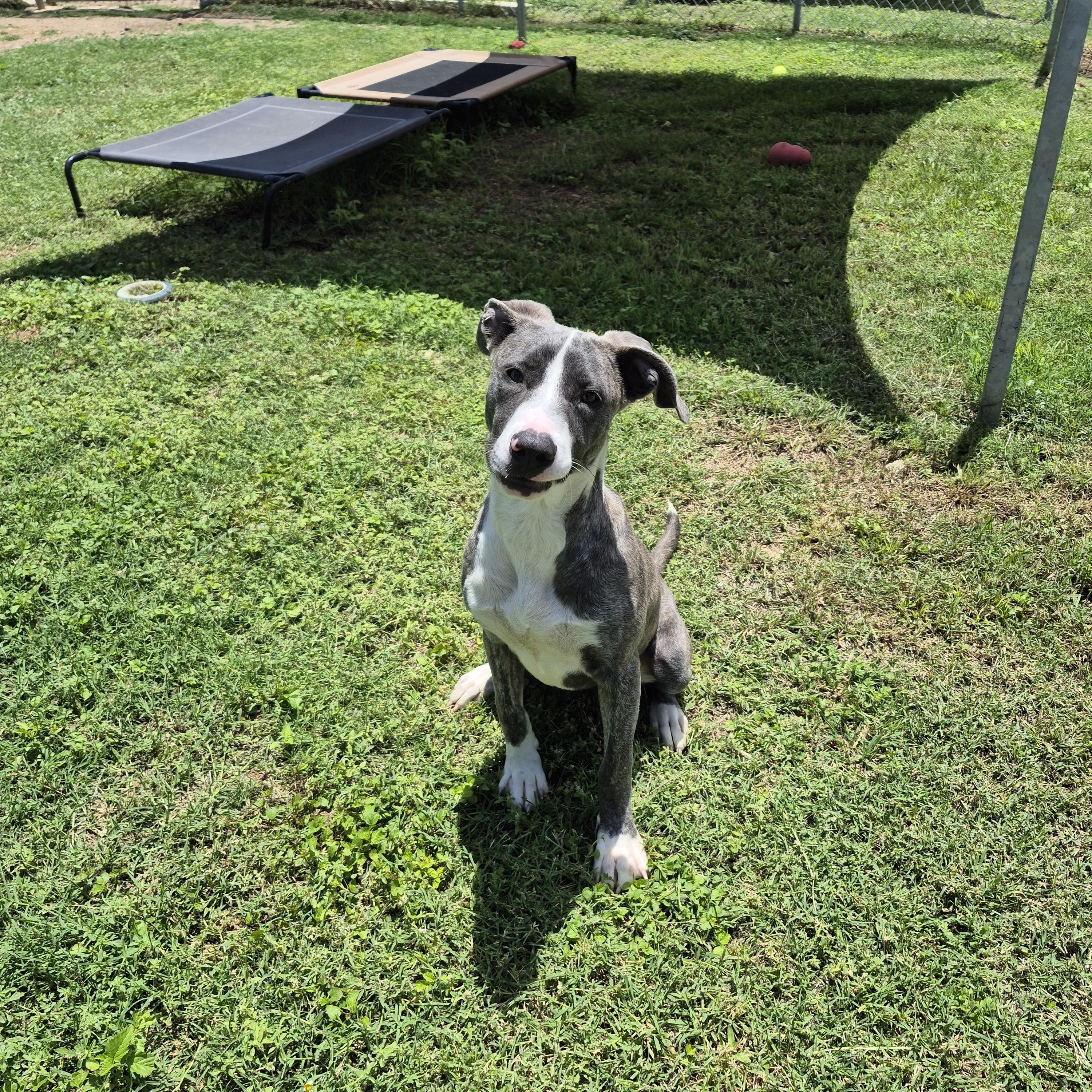 Moxie, a ADOPTABLE mixed breed in Schertz, TX image 2/4