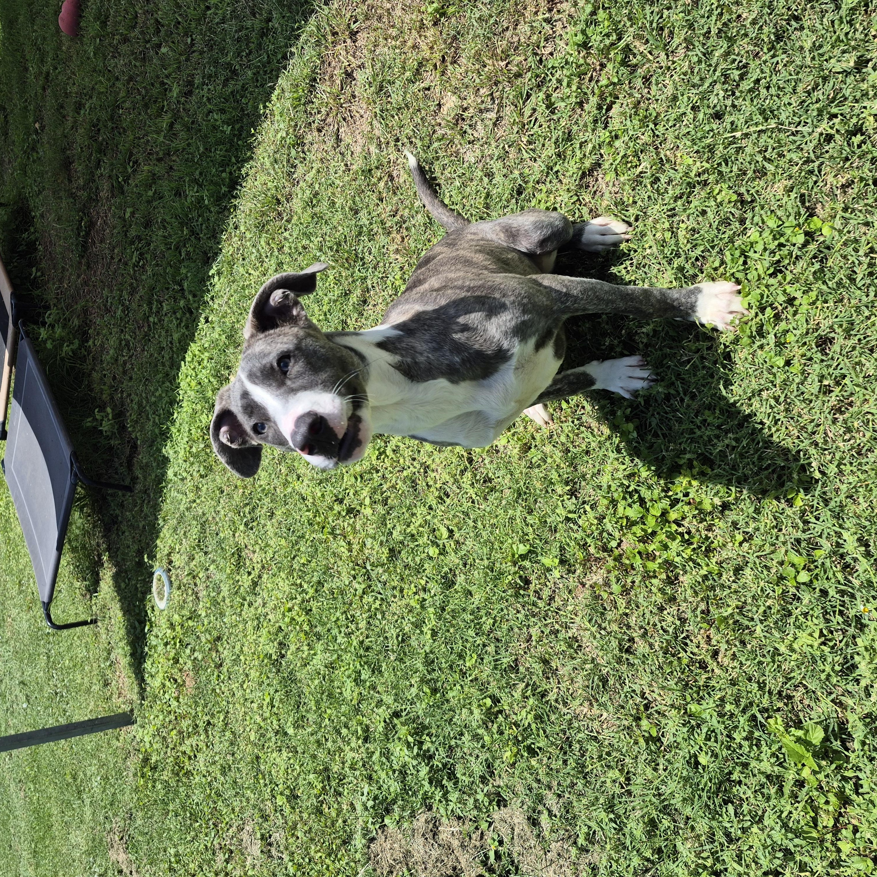 Moxie, a ADOPTABLE mixed breed in Schertz, TX image 4/4