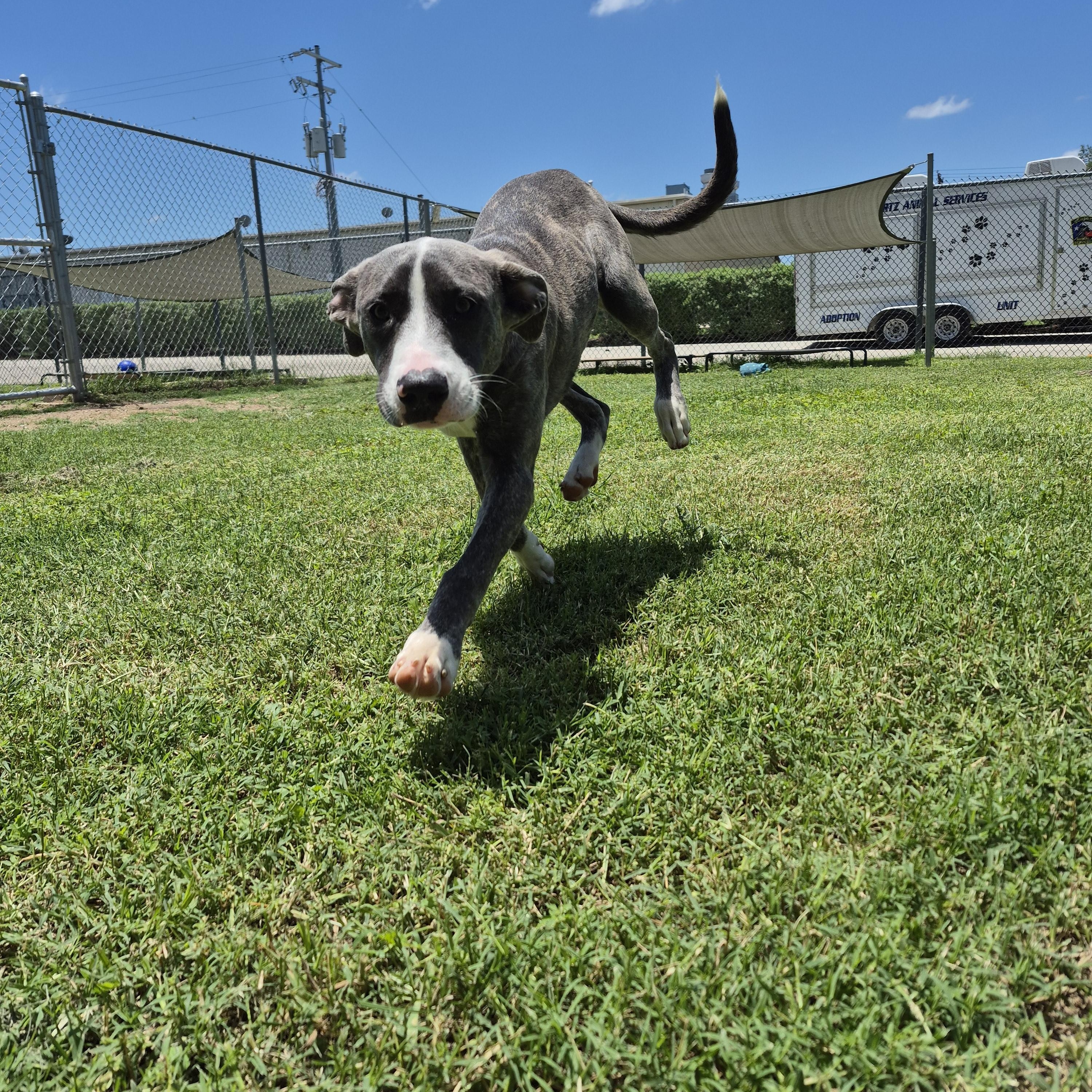 Moxie, a ADOPTABLE mixed breed in Schertz, TX image 3/4
