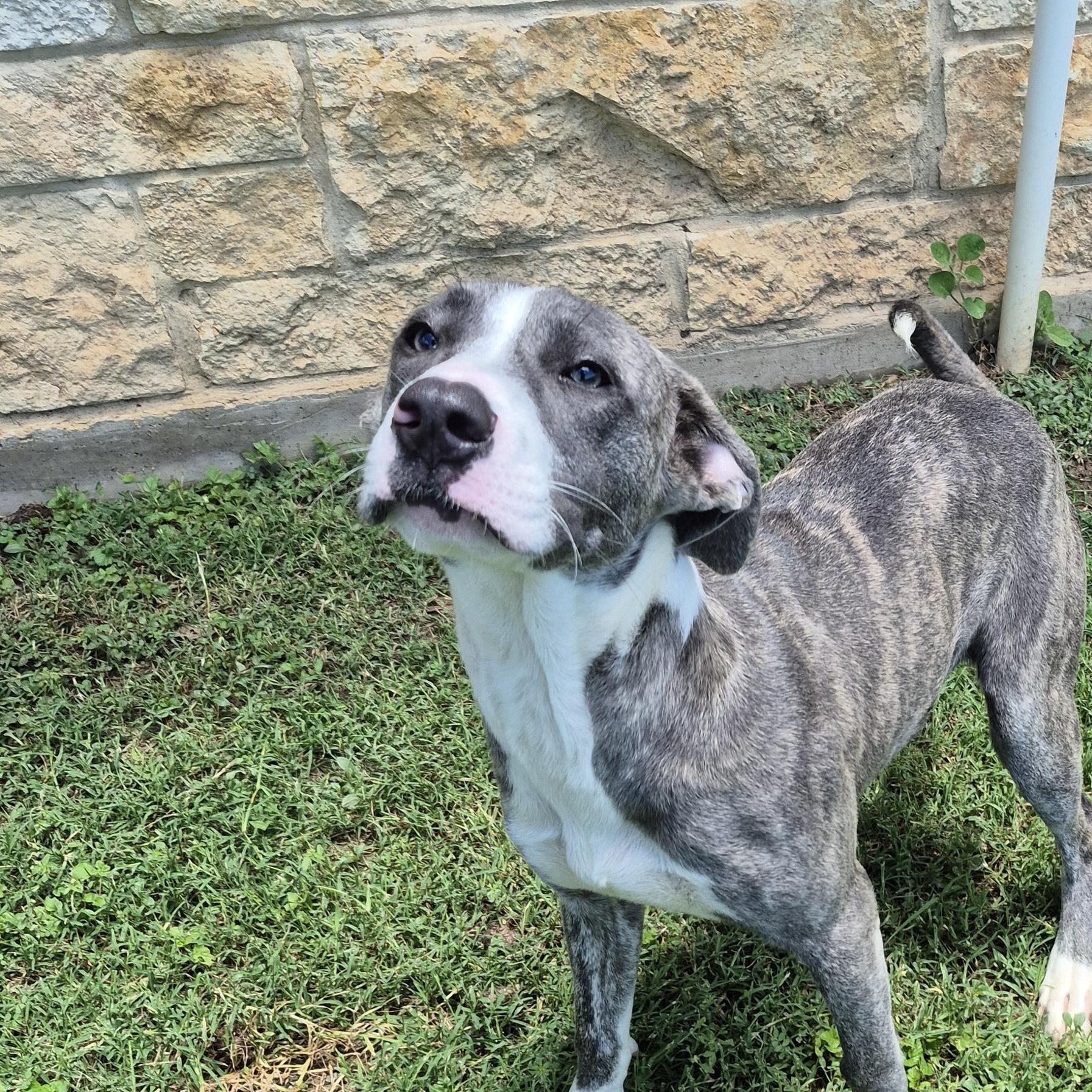 Moxie, ADOPTABLE, Young Female Pit Bull Terrier.