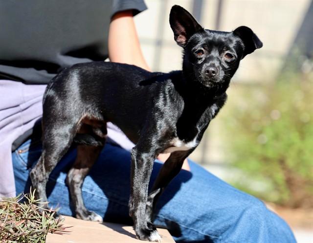 STEWIE, Adoptable, Young Male Chihuahua.