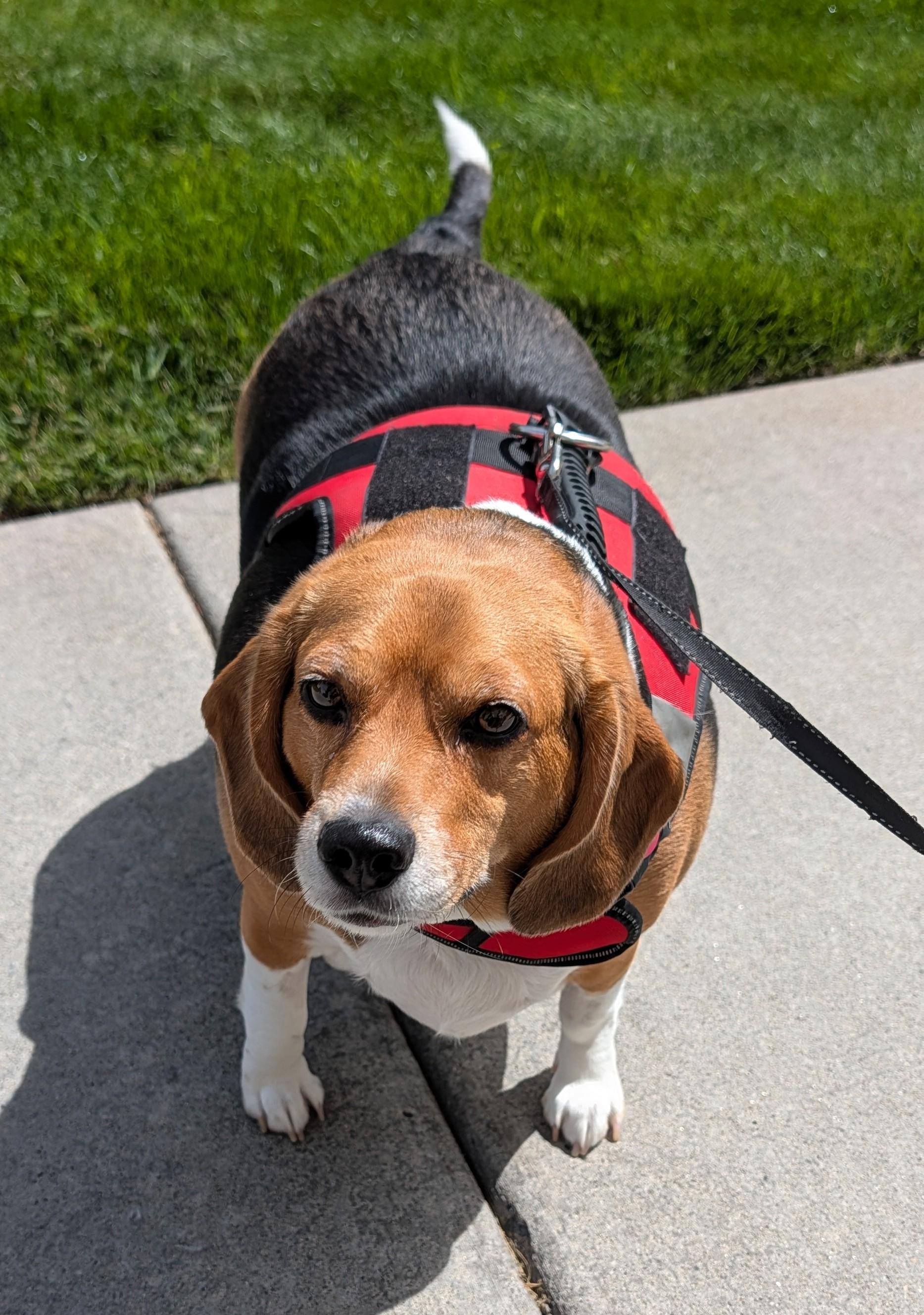 Emma- NOT at the Shelter - Courtesy Listing - Contact Info. in Bio, a ADOPTABLE Beagle in Butte, MT image 2/2