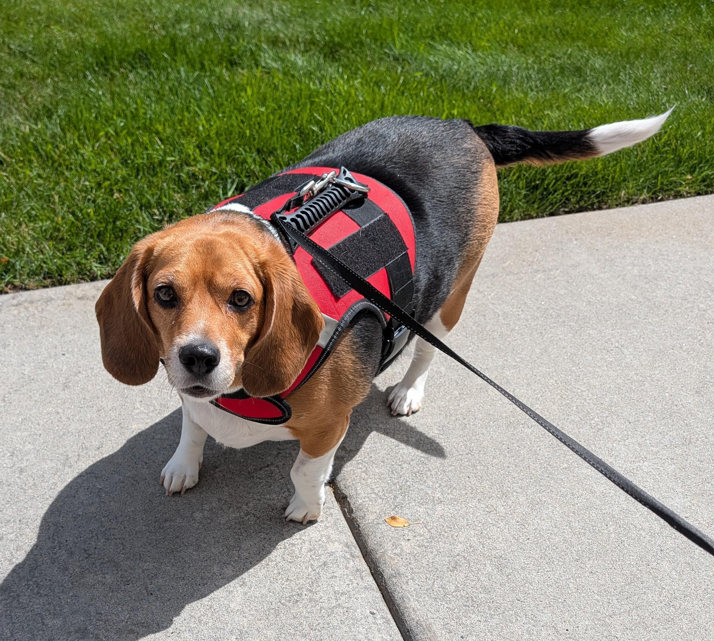 Emma- NOT at the Shelter - Courtesy Listing - Contact Info. in Bio, ADOPTABLE, Adult Female Beagle.