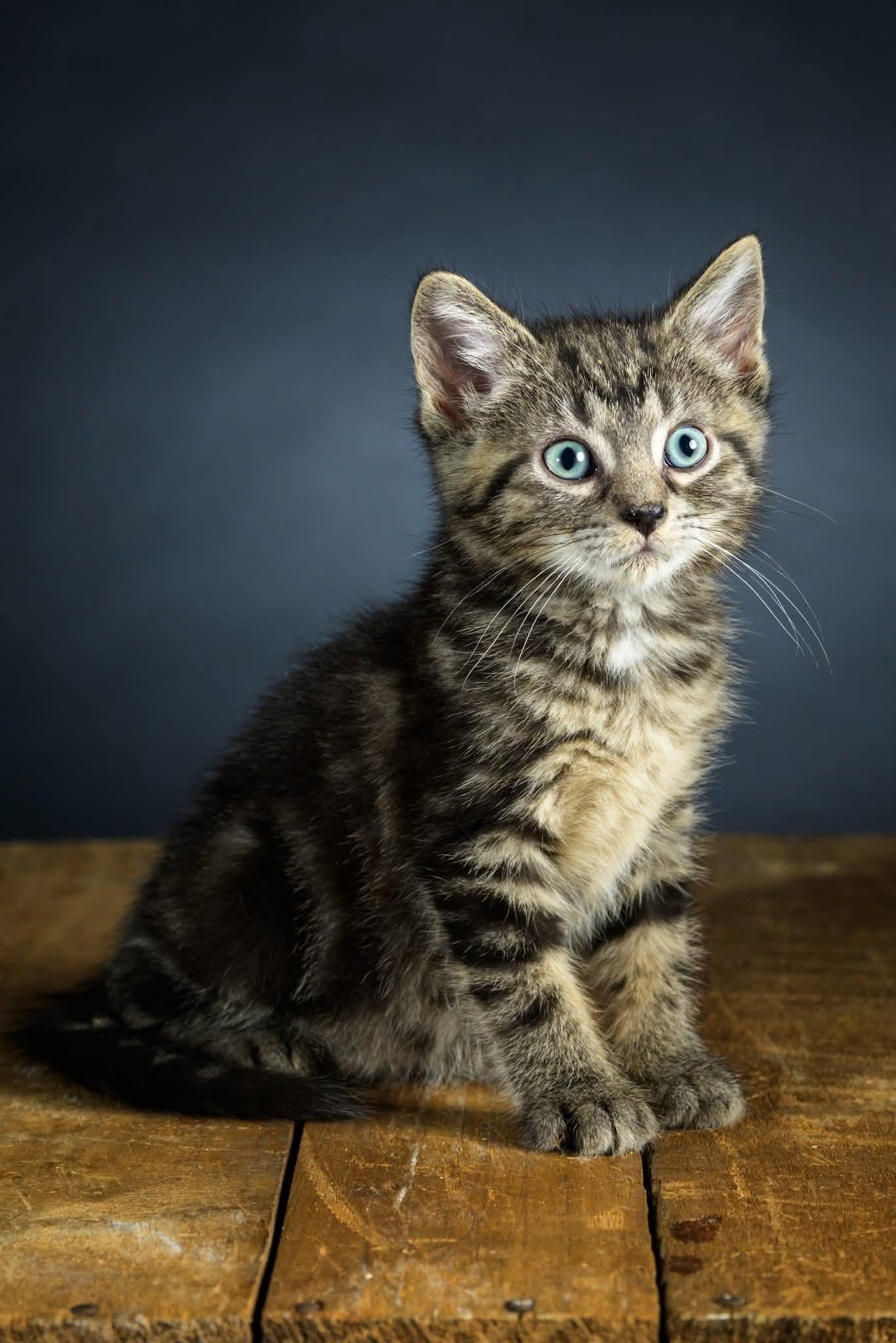 Marblecake, adopted, Kitten Female Domestic Short Hair.