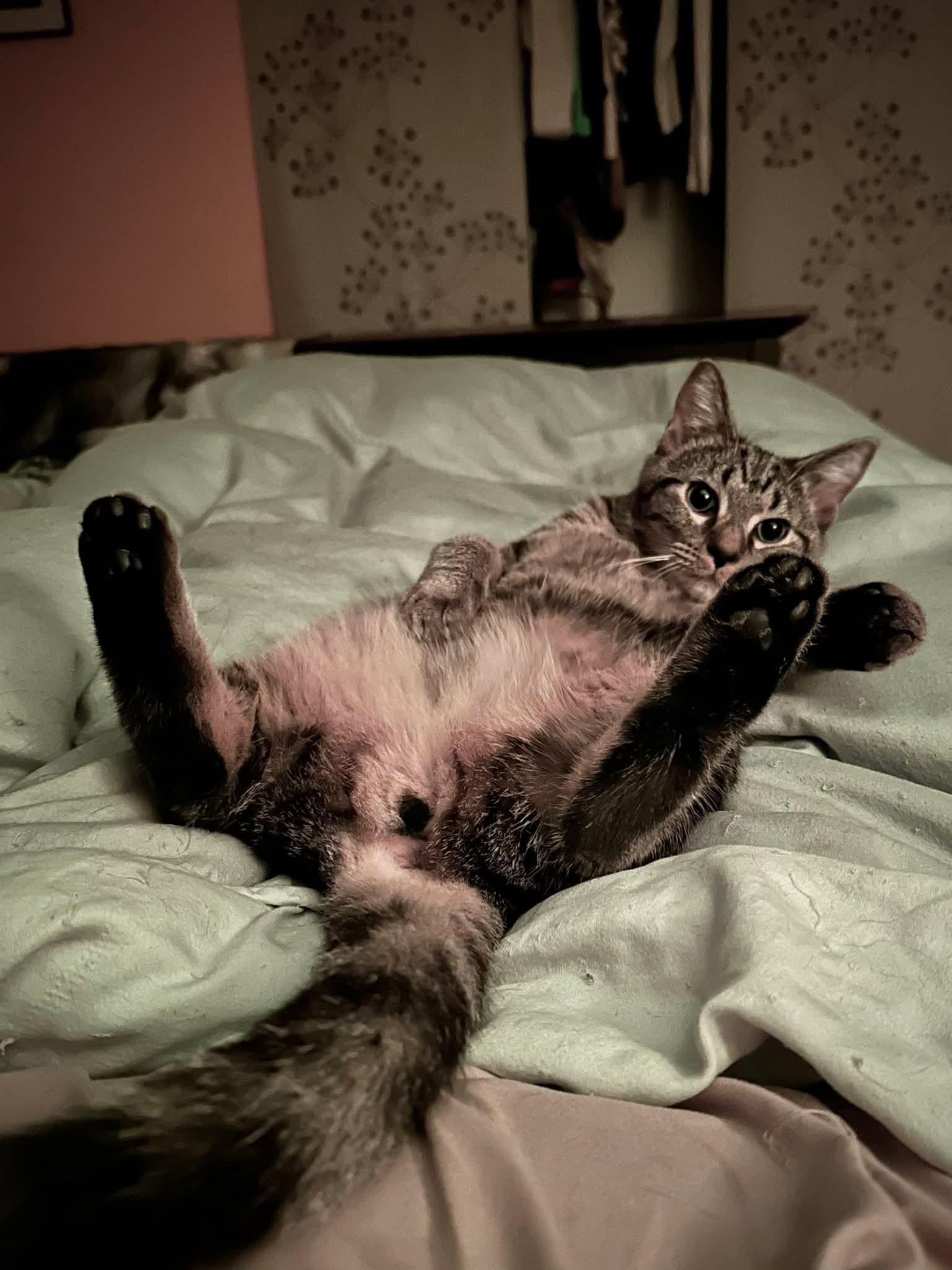 Enlarge Marblecake, an adopted Domestic Short Hair in Carnegie, PA image 2/6