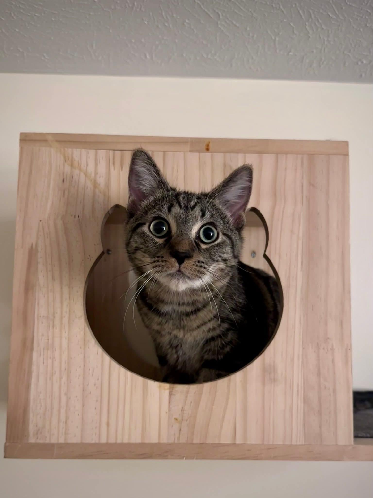 Enlarge Marblecake, an adopted Domestic Short Hair in Carnegie, PA image 3/6