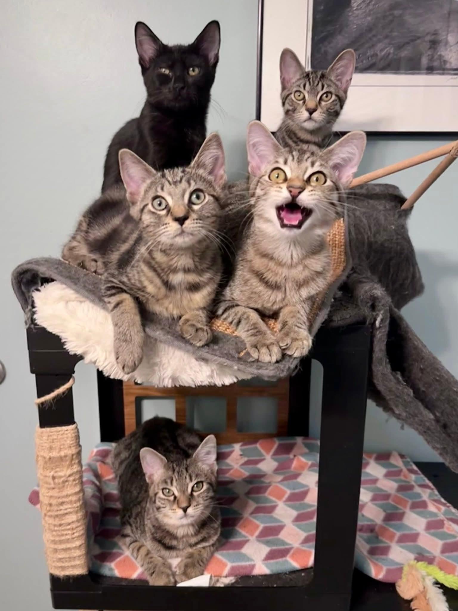 Enlarge Marblecake, an adopted Domestic Short Hair in Carnegie, PA image 4/6