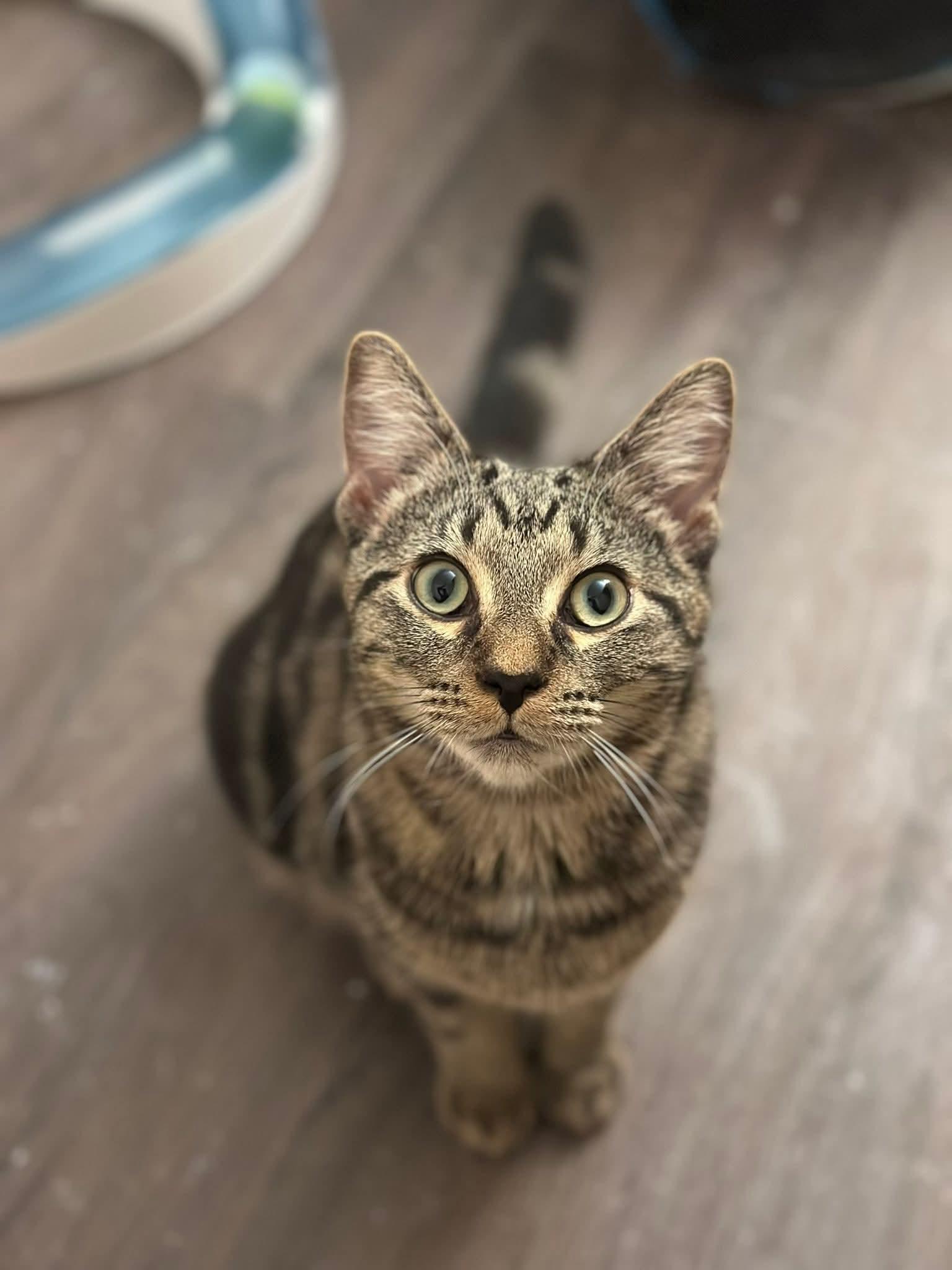 Marblecake, adopted, Kitten Female Domestic Short Hair.