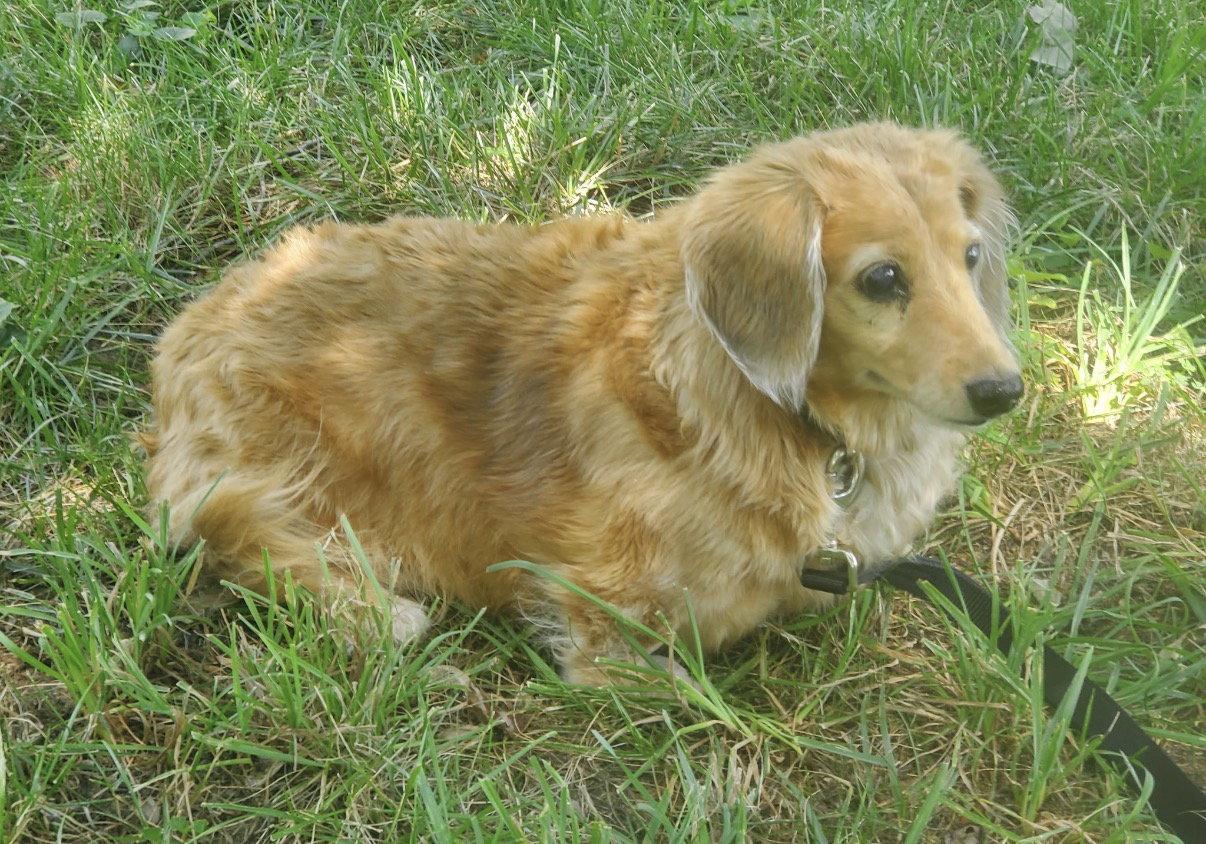 Enlarge Aurora2 (Rory) Fostered in Herndon, VA, a Adoptable Dachshund in Herndon, VA image 1/3