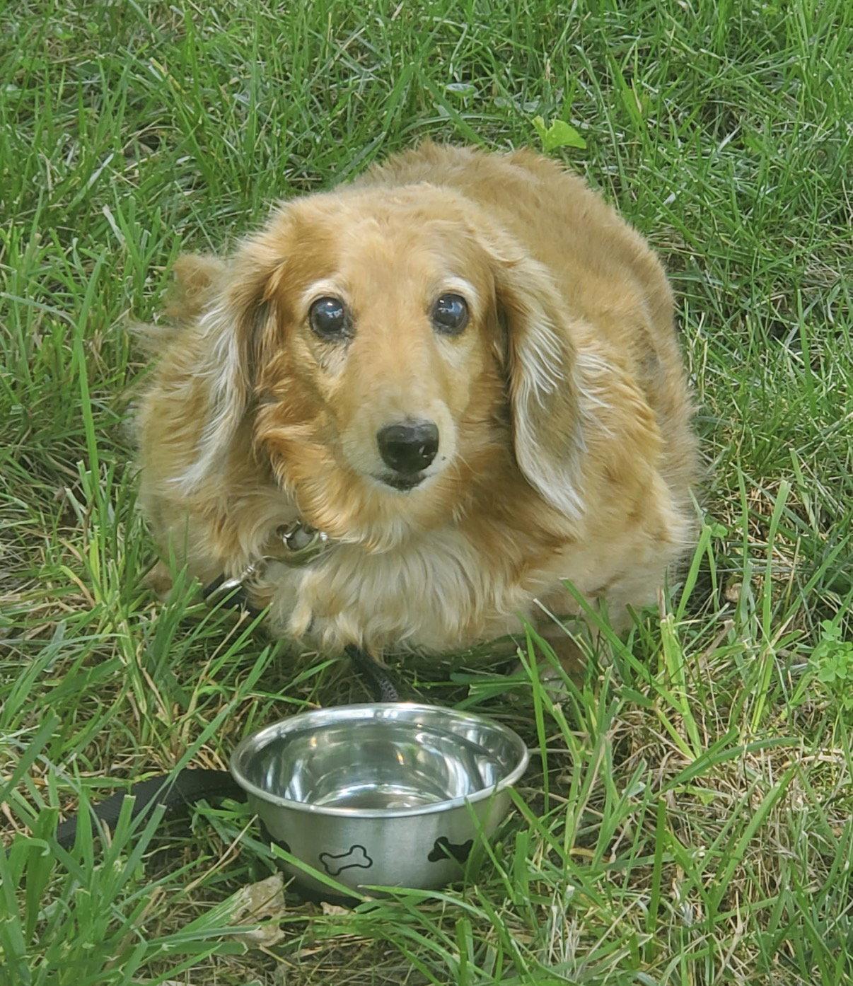 Enlarge Aurora2 (Rory) Fostered in Herndon, VA, a Adoptable Dachshund in Herndon, VA image 2/3
